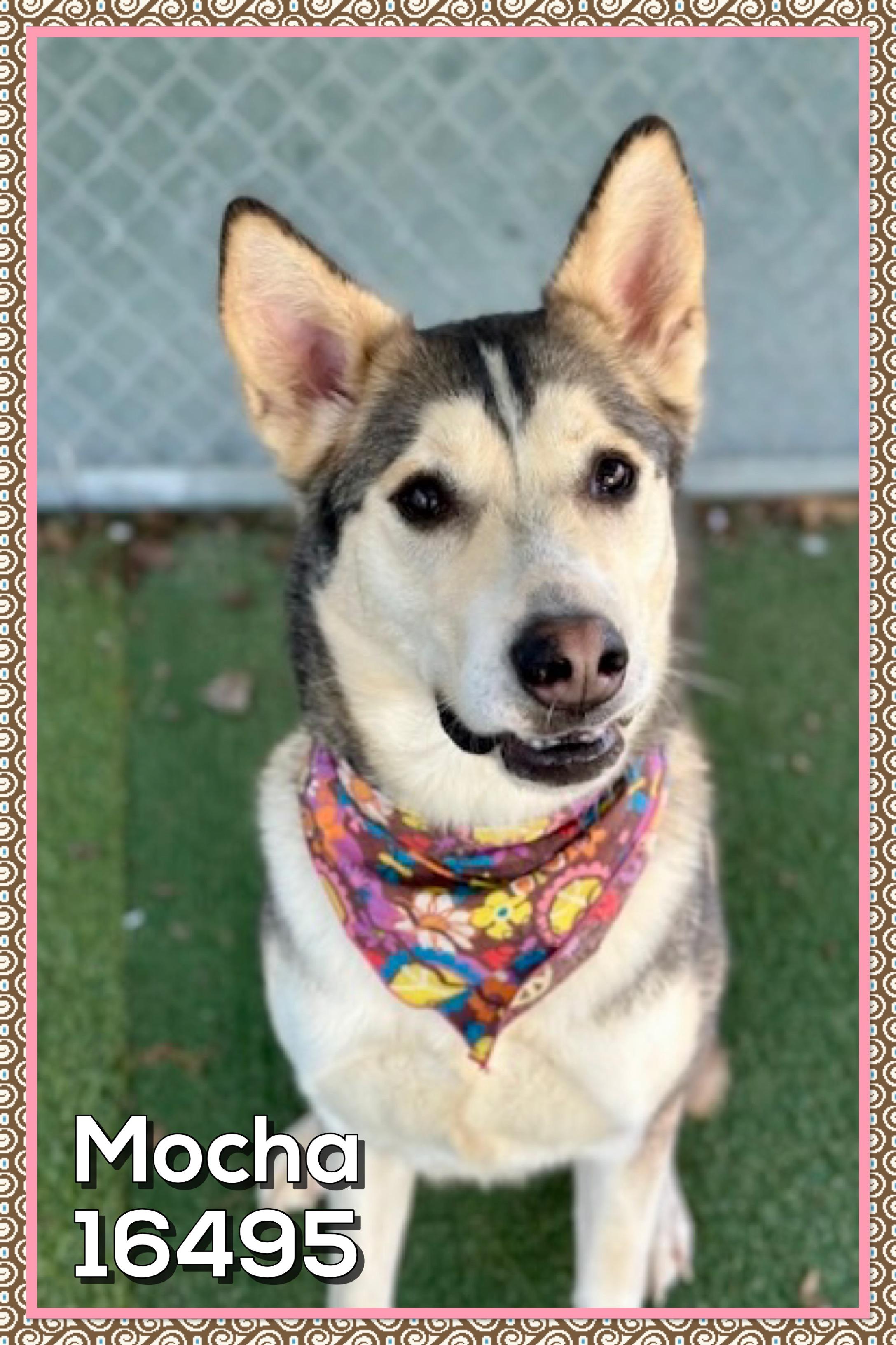 Enlarge MOCHA (reclaimed), an adopted mixed breed in Marietta, GA image 4/4