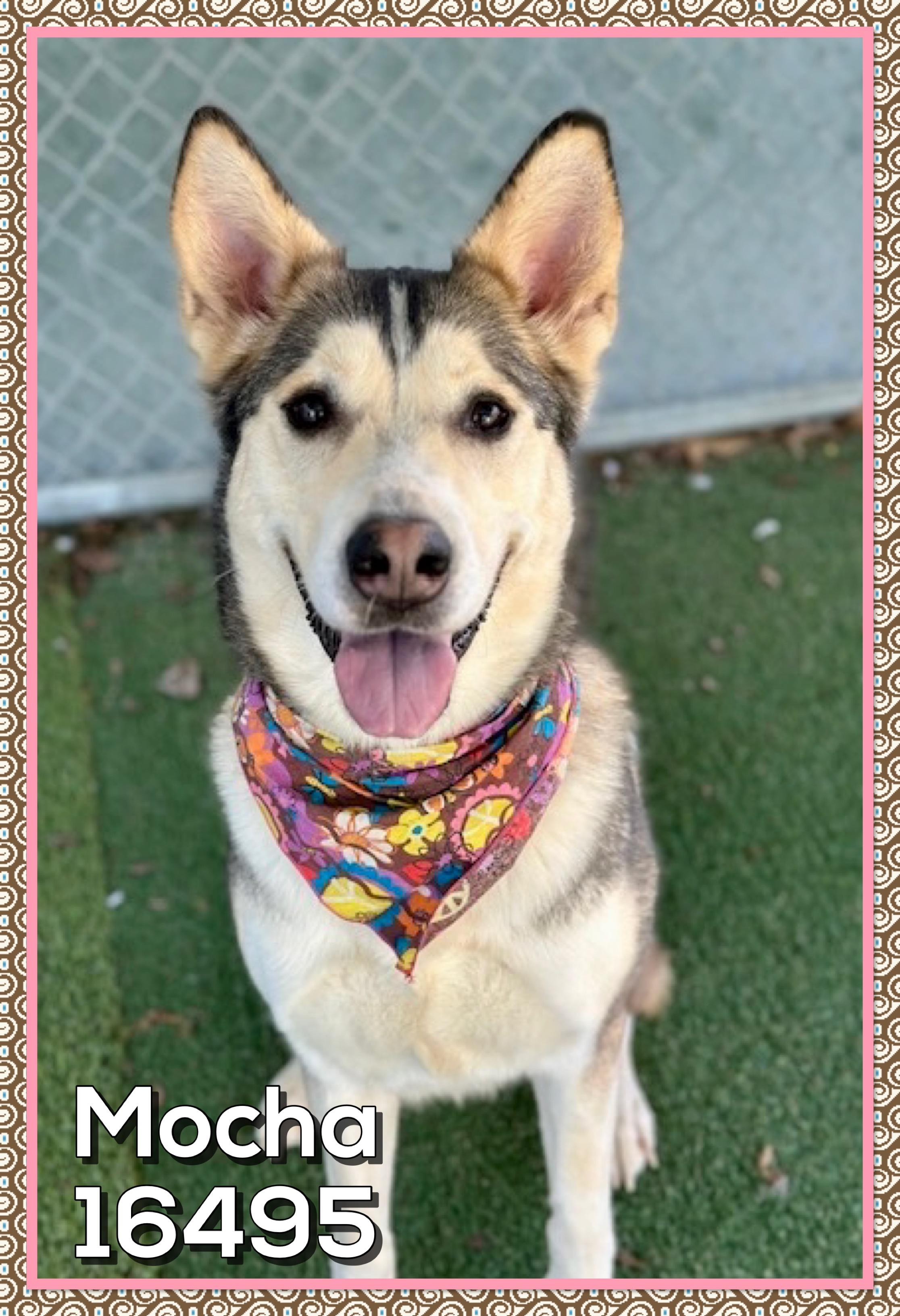 Enlarge MOCHA (reclaimed), an adopted mixed breed in Marietta, GA image 3/4