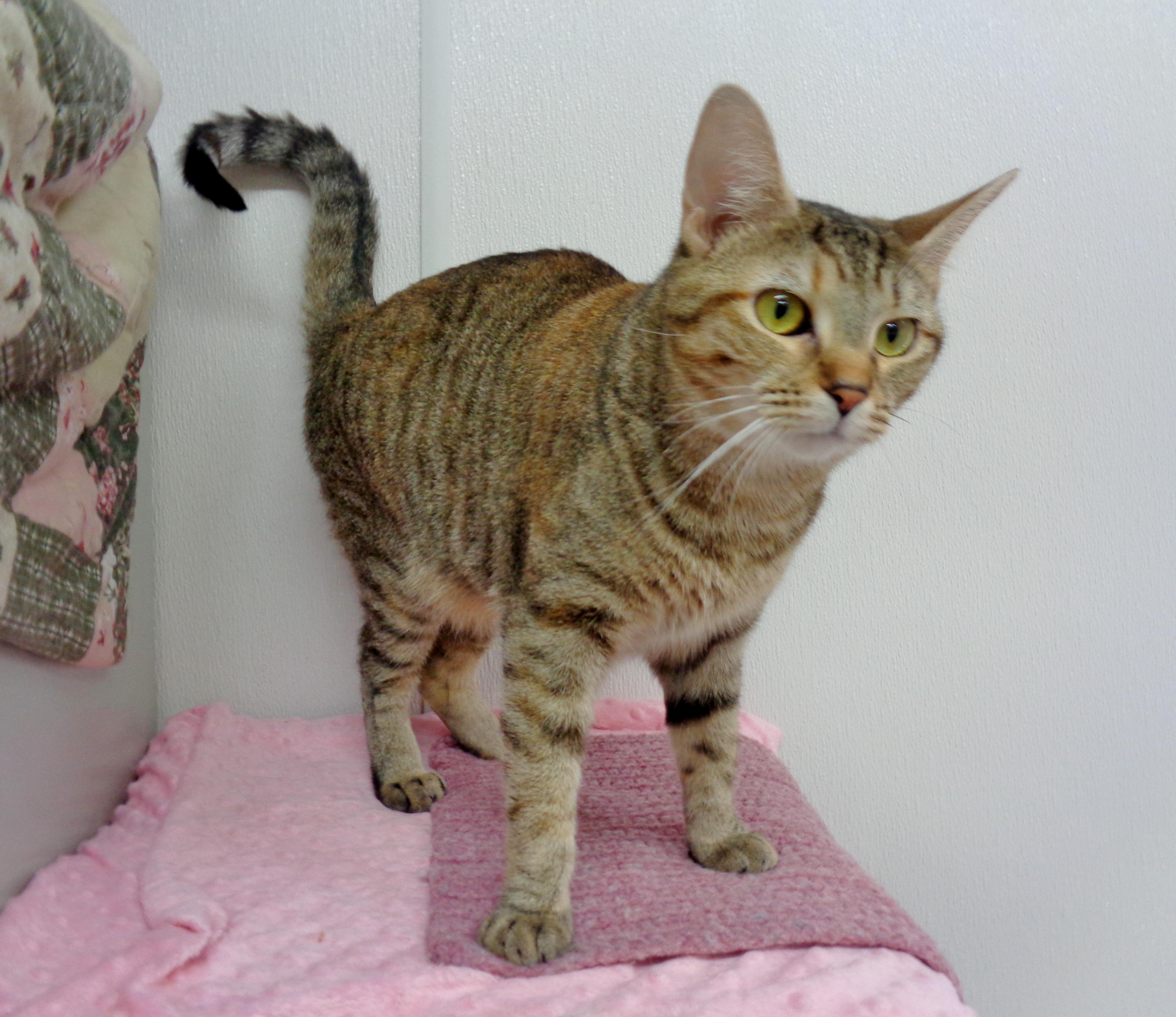 CARAMEL, Adoptable, Young Female Tiger.