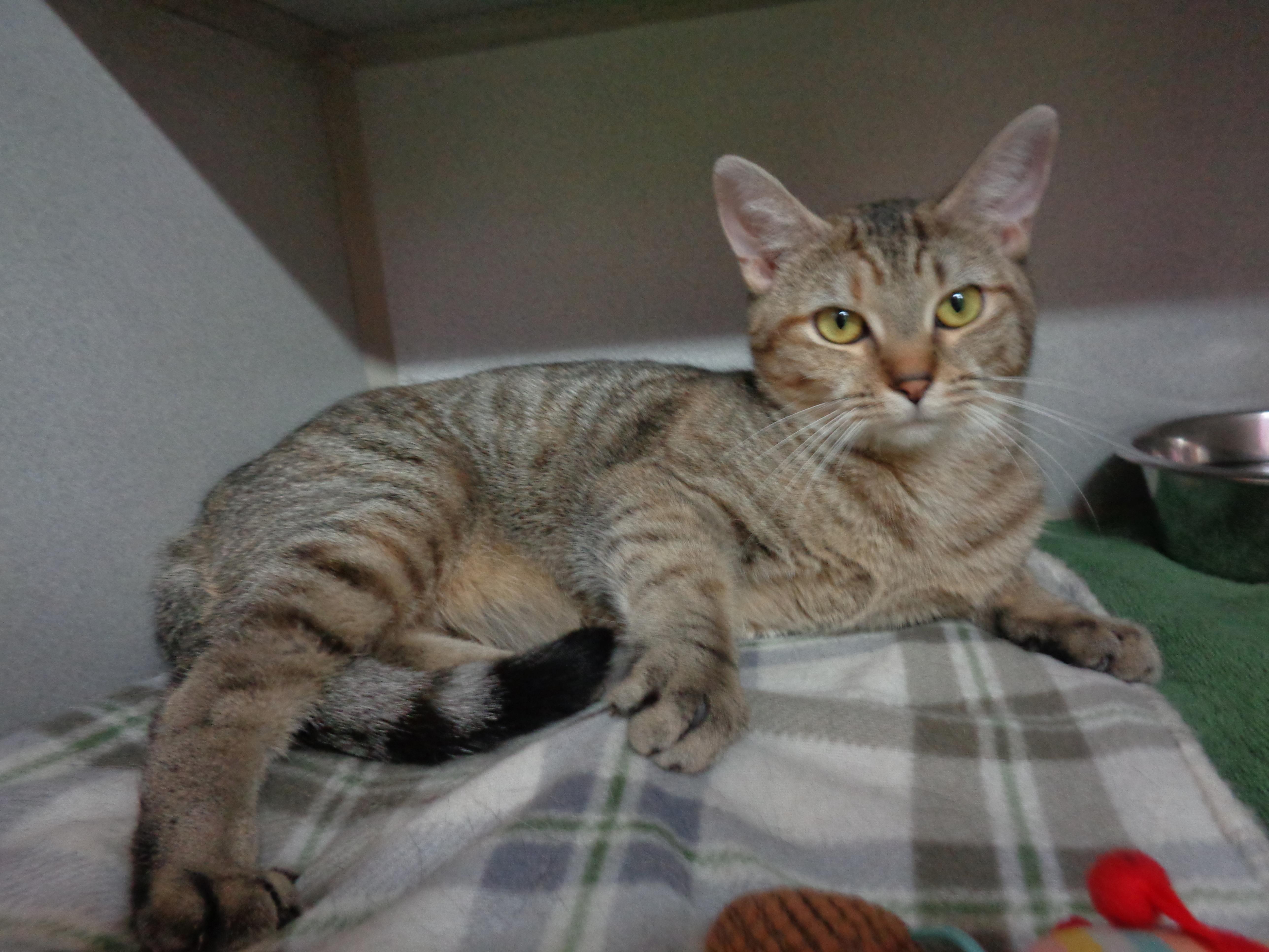 CARAMEL, a Adoptable Tiger in Delhi, NY image 6/6