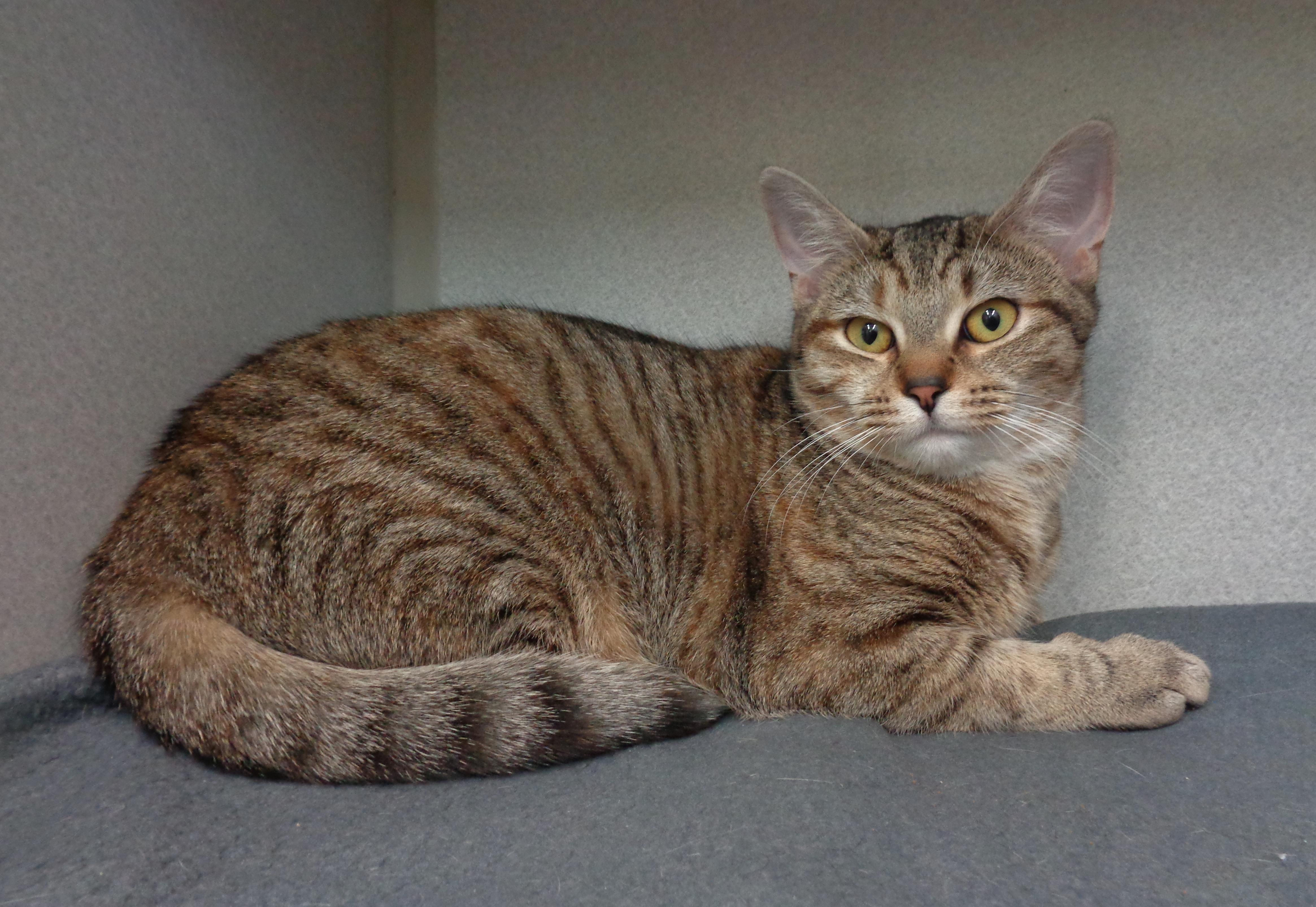 CARAMEL, a Adoptable Tiger in Delhi, NY image 3/6
