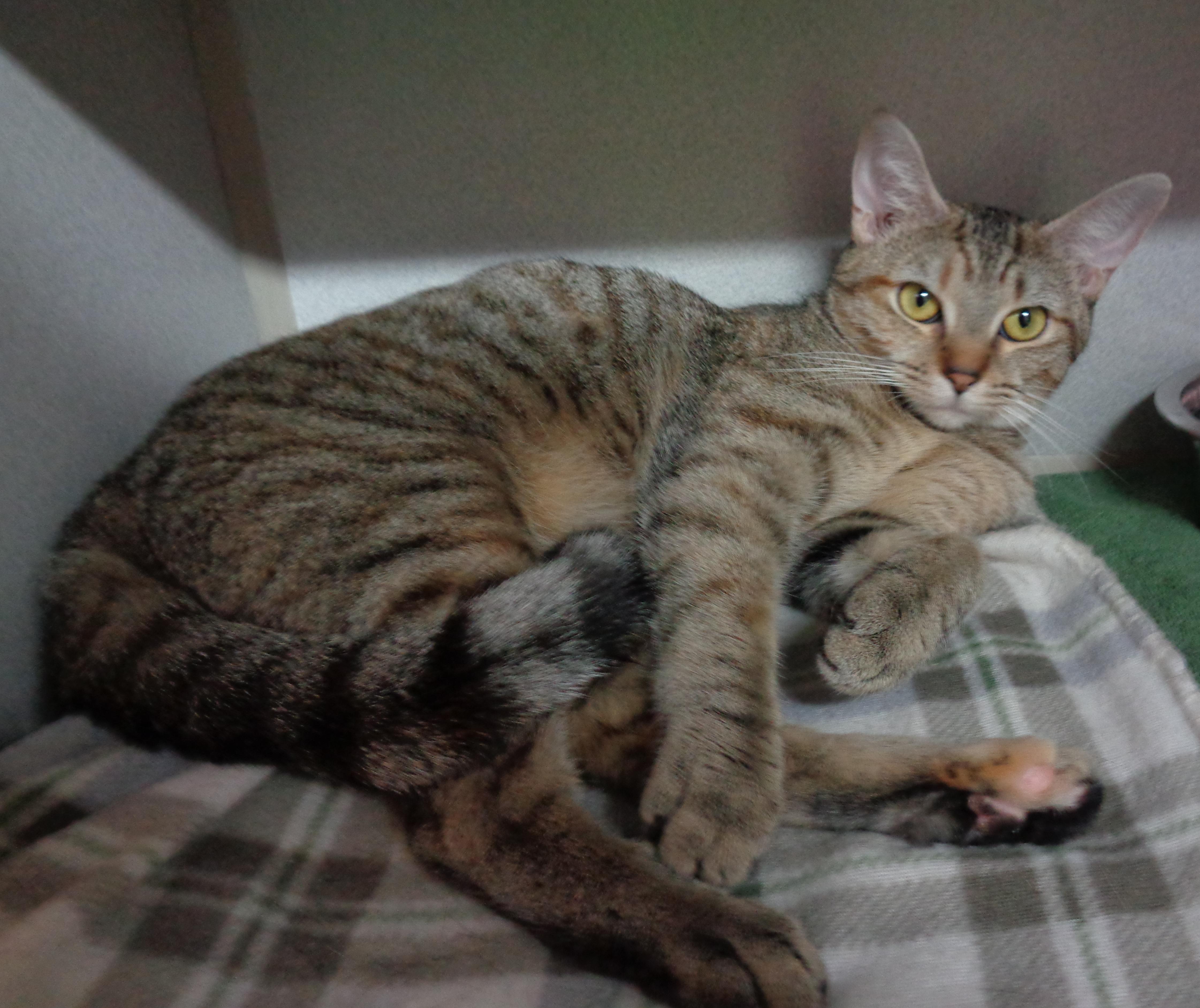 CARAMEL, a Adoptable Tiger in Delhi, NY image 4/6