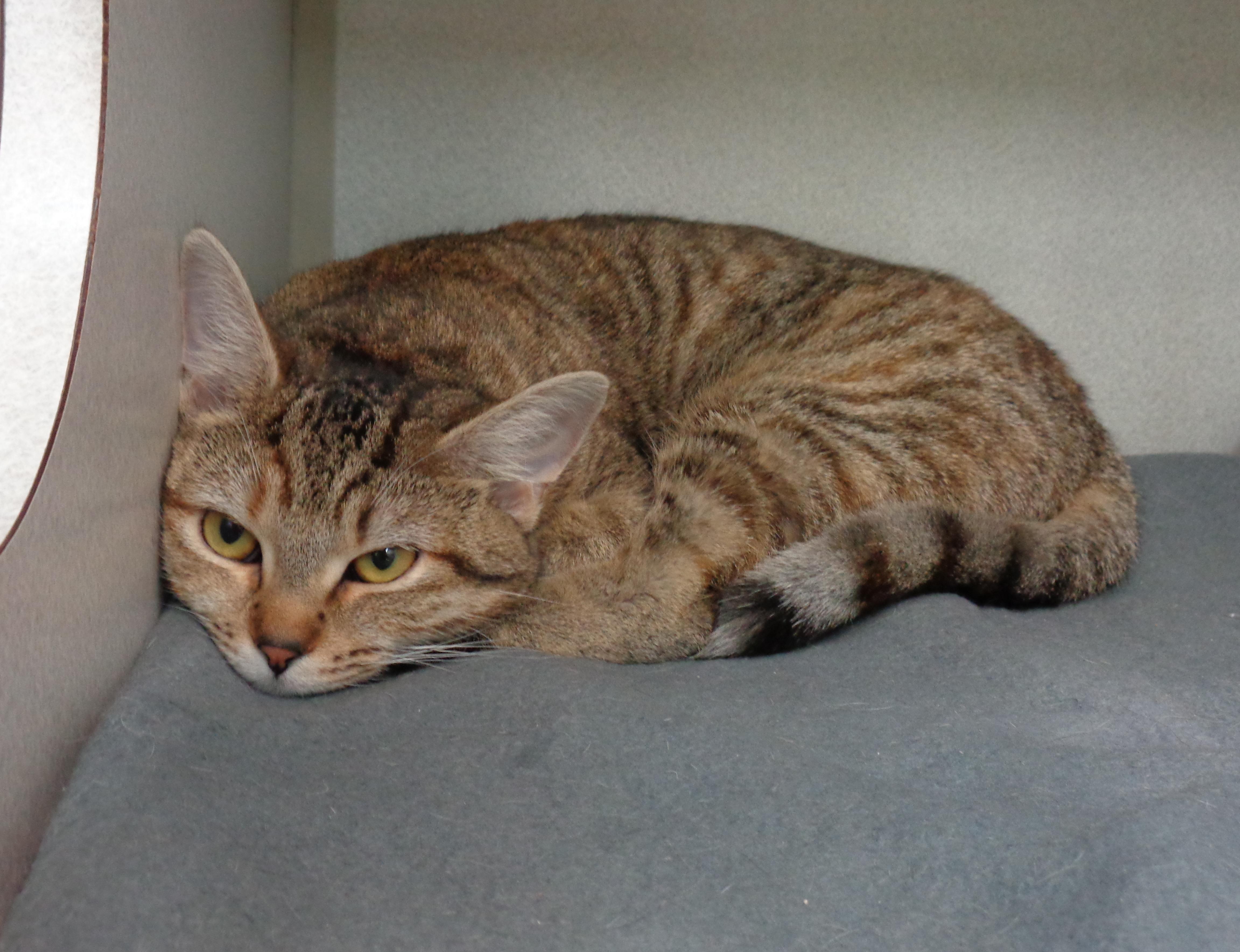 CARAMEL, a Adoptable Tiger in Delhi, NY image 5/6