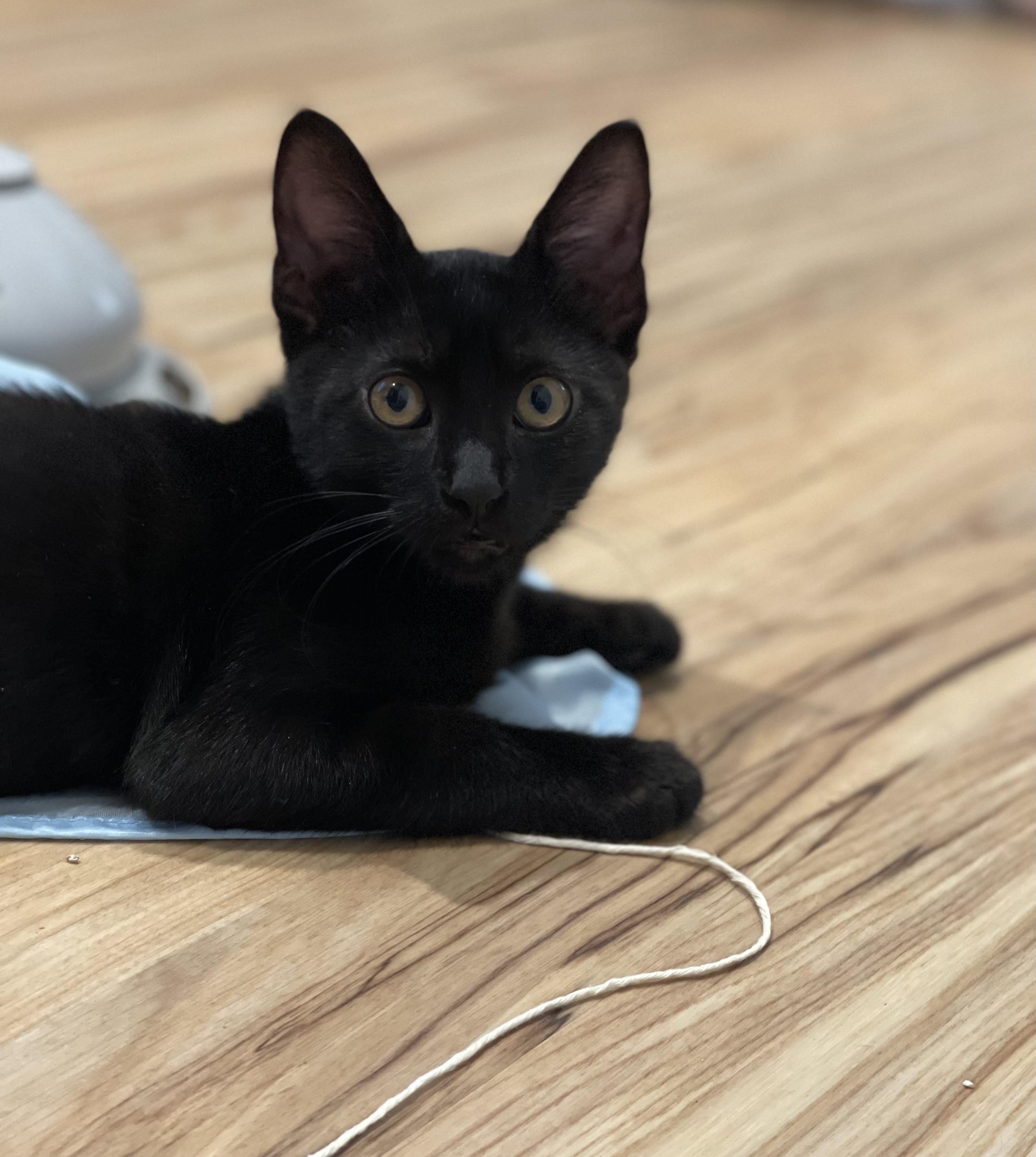 Pippa, a Adoptable Domestic Short Hair in Bellevue, WA image 4/5