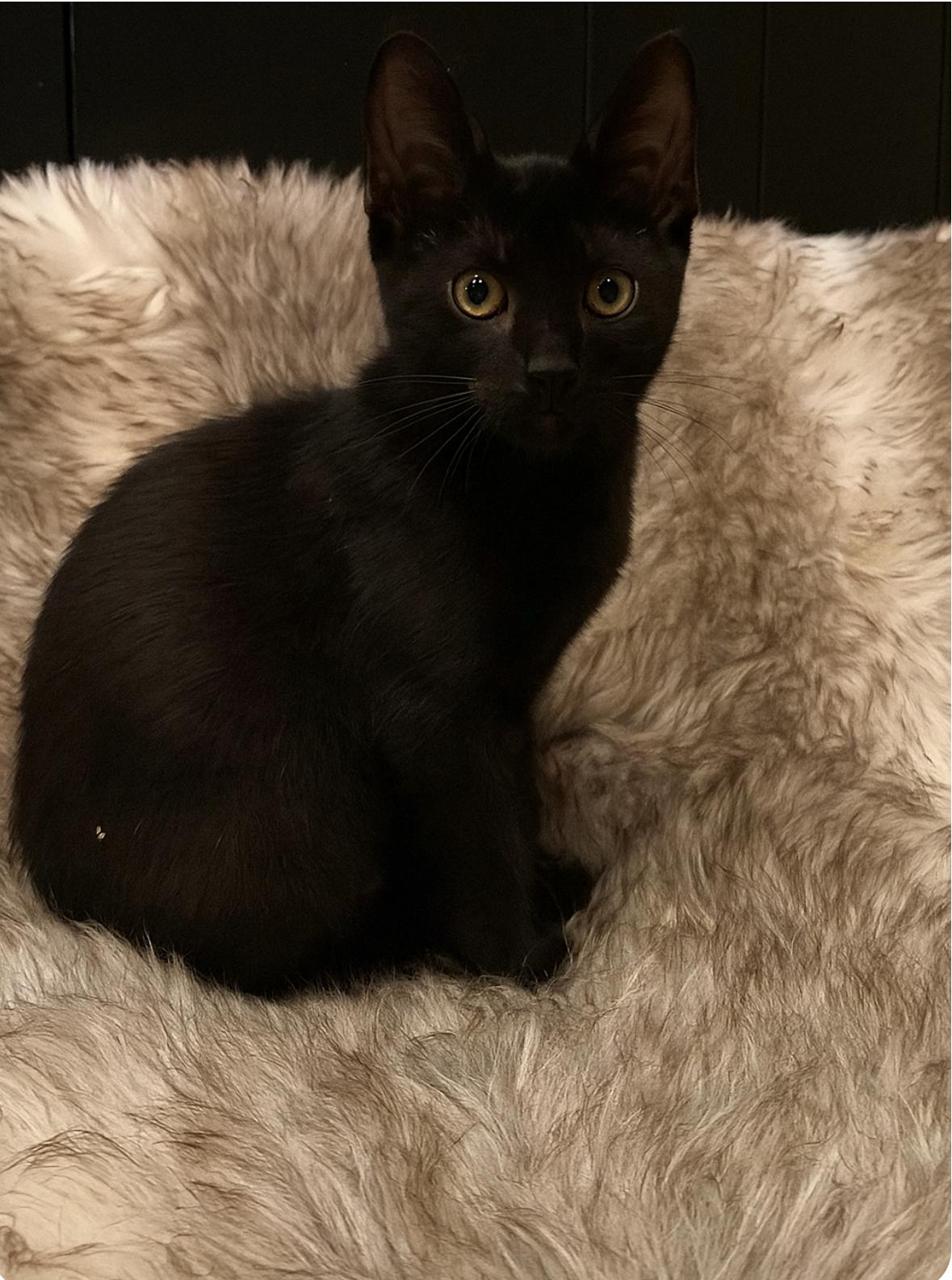 Pippa, a Adoptable Domestic Short Hair in Bellevue, WA image 2/5