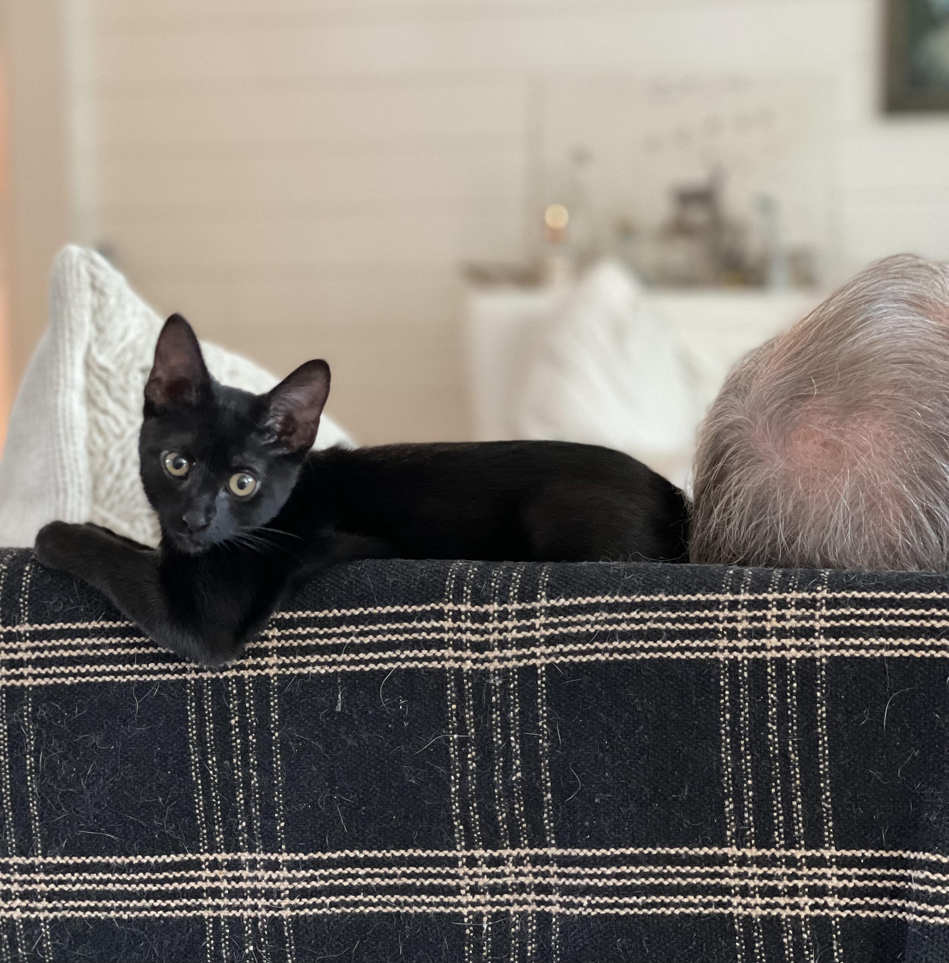 Pippa, a Adoptable Domestic Short Hair in Bellevue, WA image 3/5