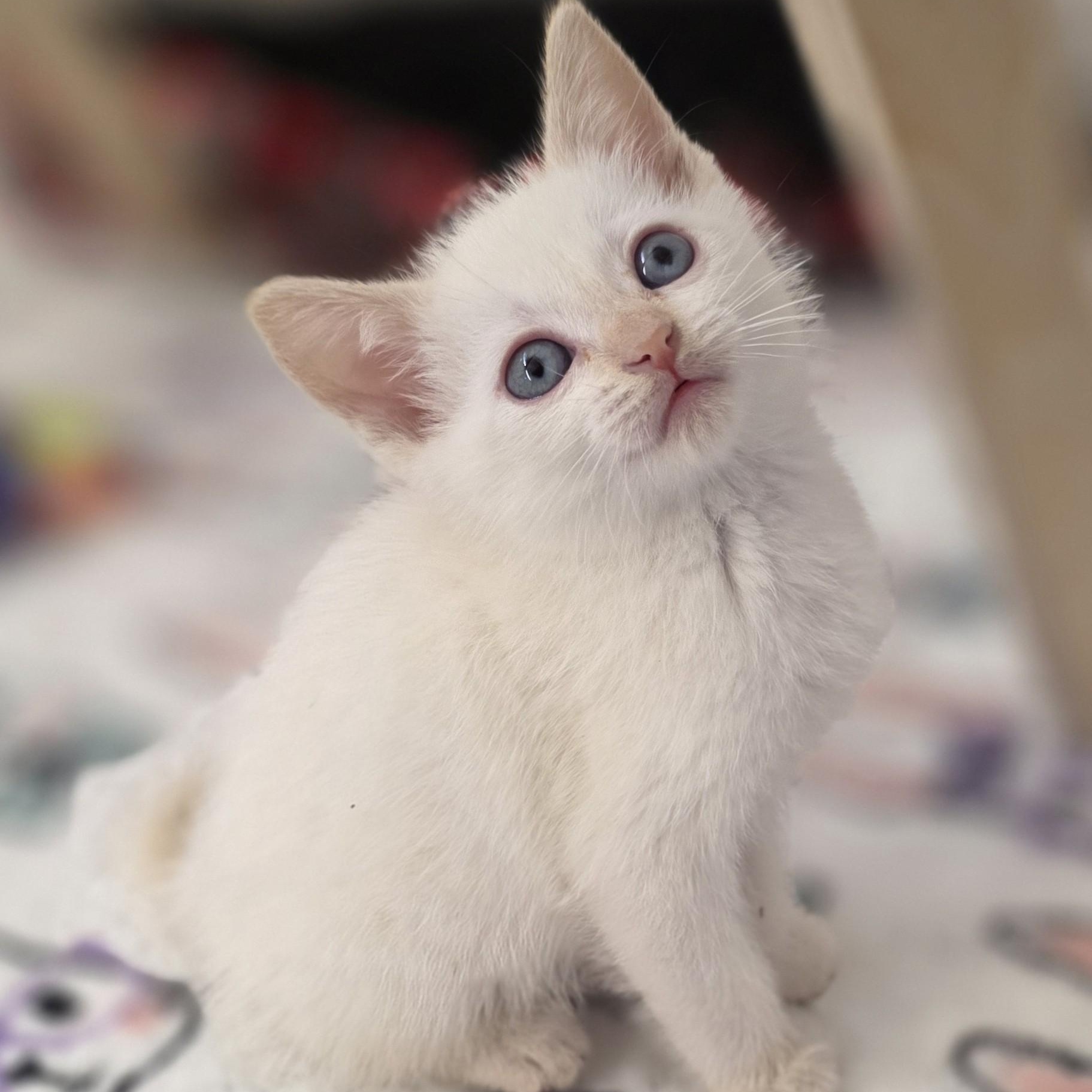 Enlarge Long Island Cheese, a Adopted Domestic Short Hair in Macomb Twp, MI image 2/3