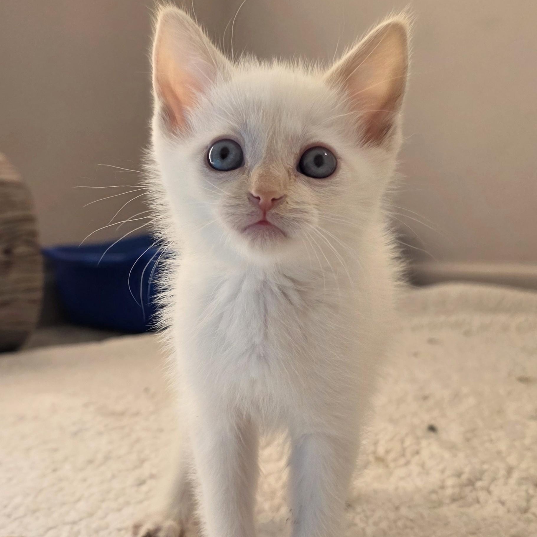 Enlarge Long Island Cheese, a Adopted Domestic Short Hair in Macomb Twp, MI image 1/3