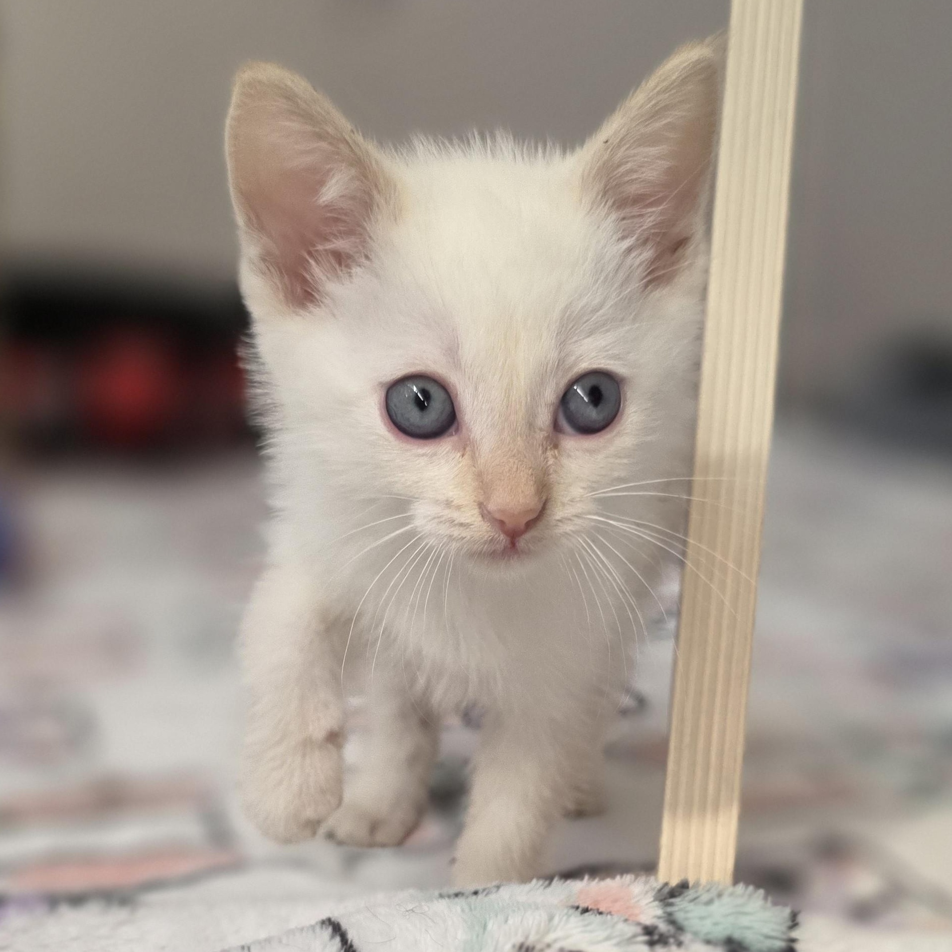 Enlarge Long Island Cheese, a Adopted Domestic Short Hair in Macomb Twp, MI image 3/3
