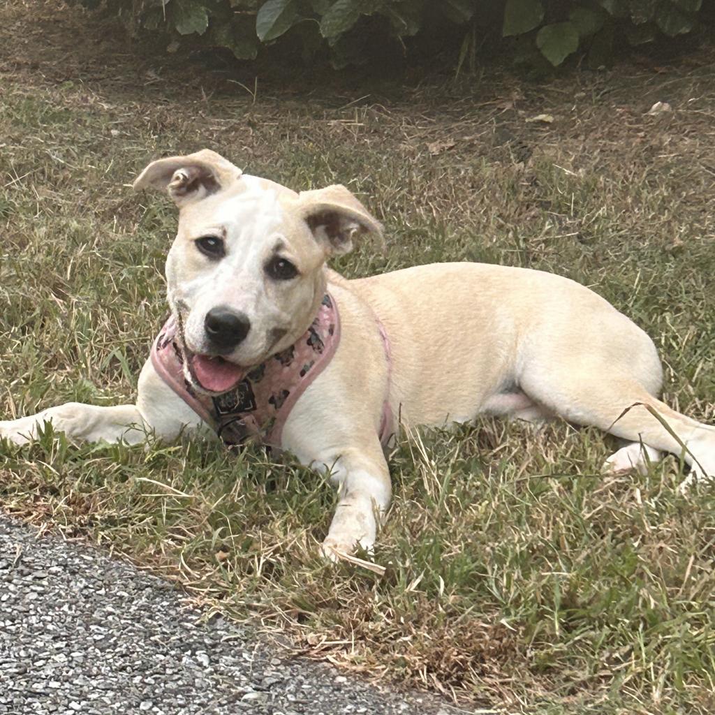Enlarge Daisy, a Adoptable mixed breed in Lynchburg, VA image 1/3