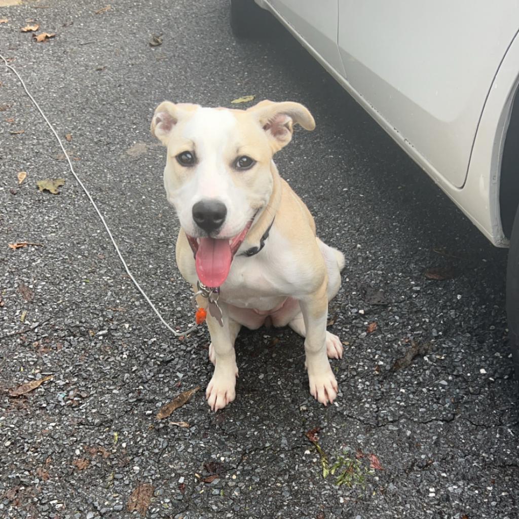 Enlarge Daisy, a Adoptable mixed breed in Lynchburg, VA image 2/3