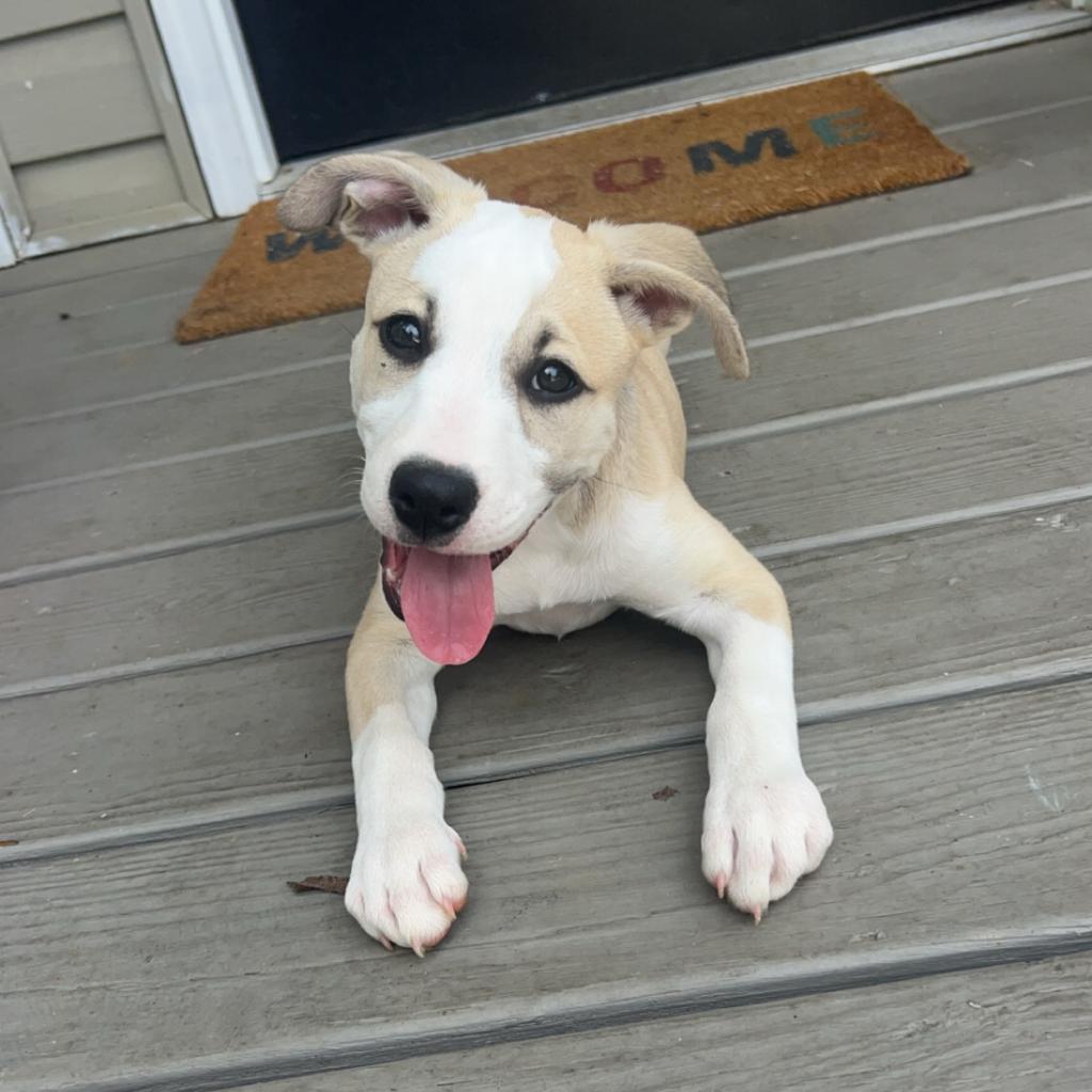 Enlarge Daisy, a Adoptable mixed breed in Lynchburg, VA image 3/3