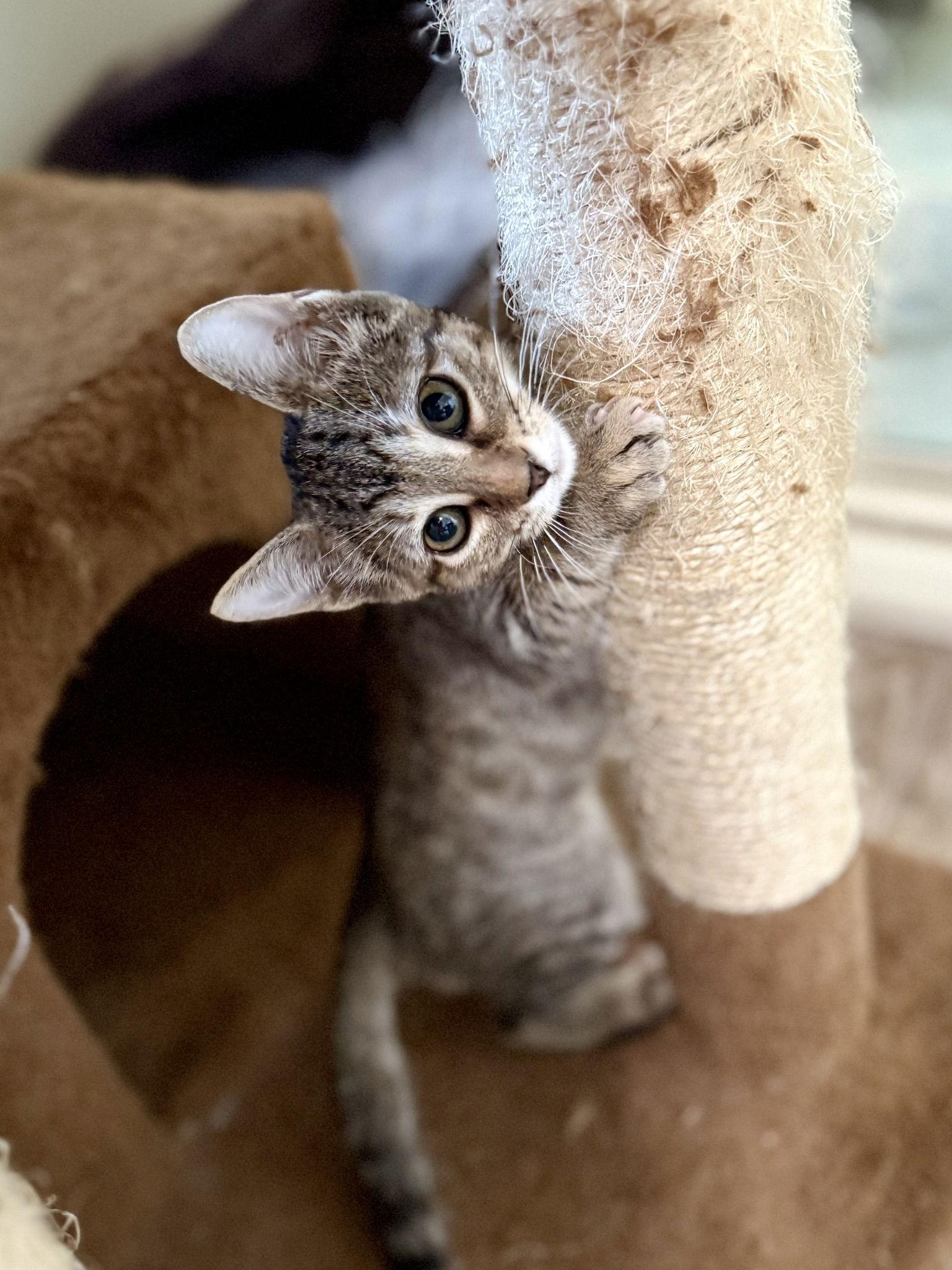 Maggie, Adopted, Kitten Female Domestic Short Hair & Tabby.