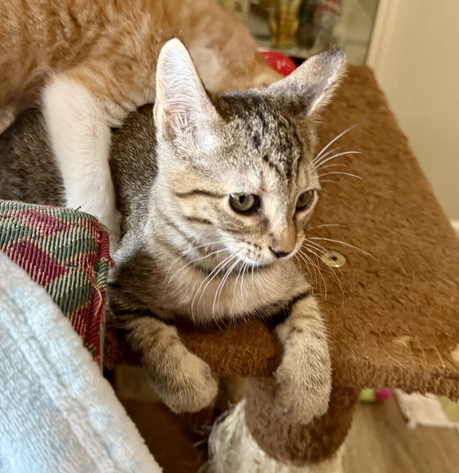 Enlarge Maggie, a Adopted mixed breed in Texarkana, TX image 3/3