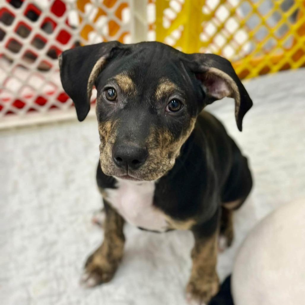 Labyrinth, Adoptable, Puppy Male English Setter & Mixed Breed.