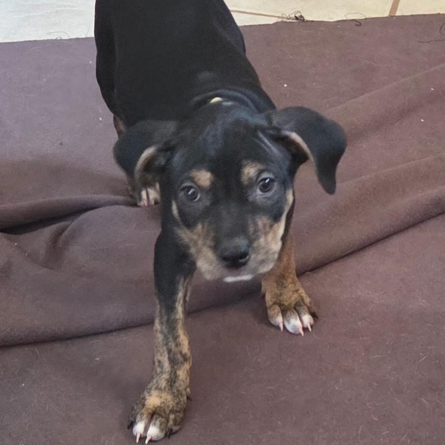 Enlarge Labyrinth, a Adoptable mixed breed in St. Peters, MO image 2/6