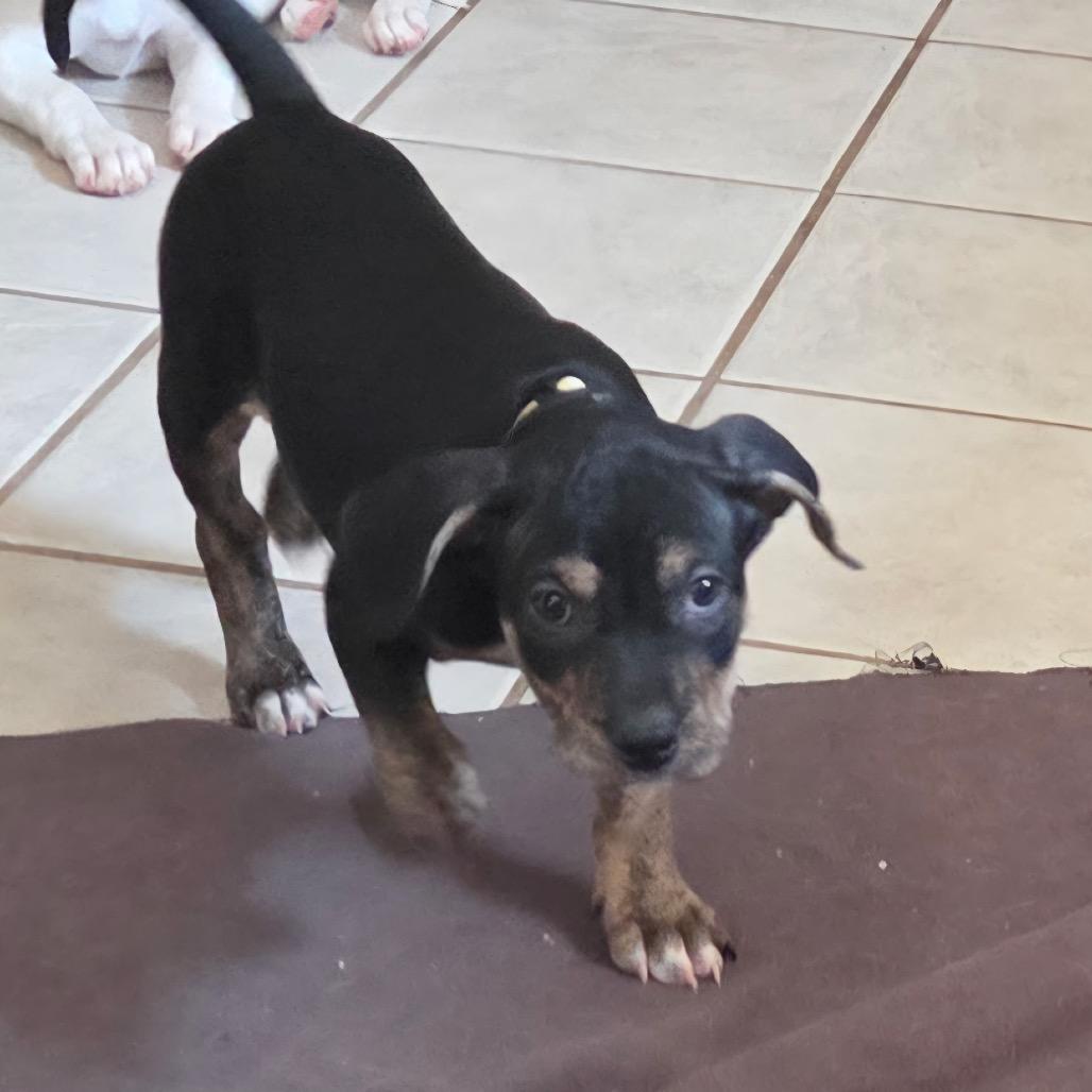 Enlarge Labyrinth, a Adoptable mixed breed in St. Peters, MO image 3/6