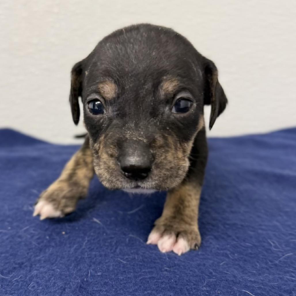 Enlarge Labyrinth, a Adoptable mixed breed in St. Peters, MO image 4/6