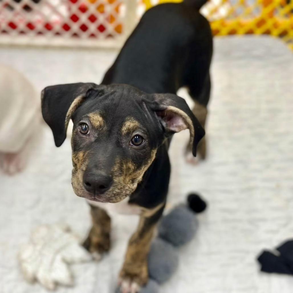 Enlarge Labyrinth, a Adoptable mixed breed in St. Peters, MO image 5/6