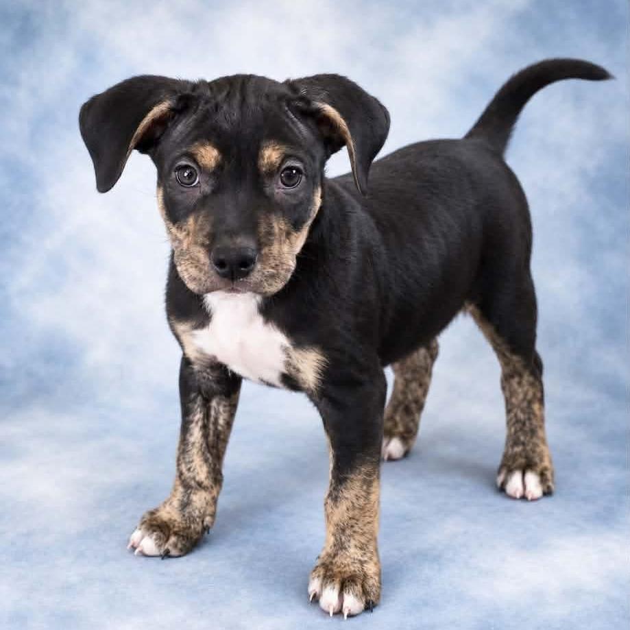 Enlarge Labyrinth, a Adoptable mixed breed in St. Peters, MO image 6/6