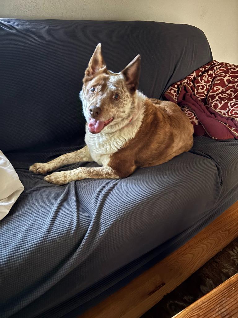Enlarge Reno **COURTESY LISTING**, a Adoptable Australian Cattle Dog / Blue Heeler in Peru, NY image 2/4
