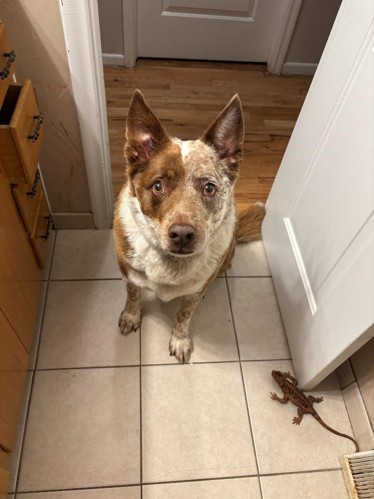 Enlarge Reno **COURTESY LISTING**, a Adoptable Australian Cattle Dog / Blue Heeler in Peru, NY image 3/4