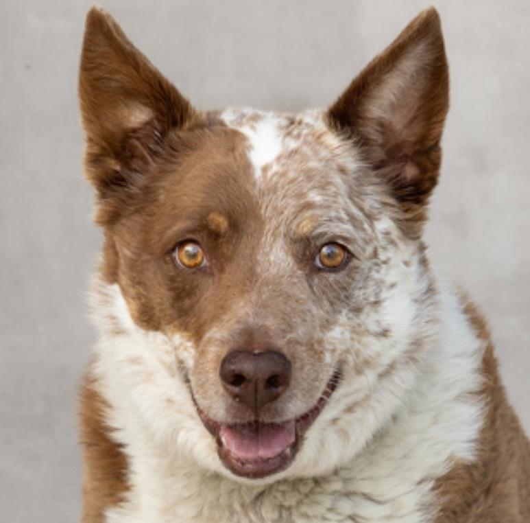 Enlarge Reno **COURTESY LISTING**, a Adoptable Australian Cattle Dog / Blue Heeler in Peru, NY image 4/4