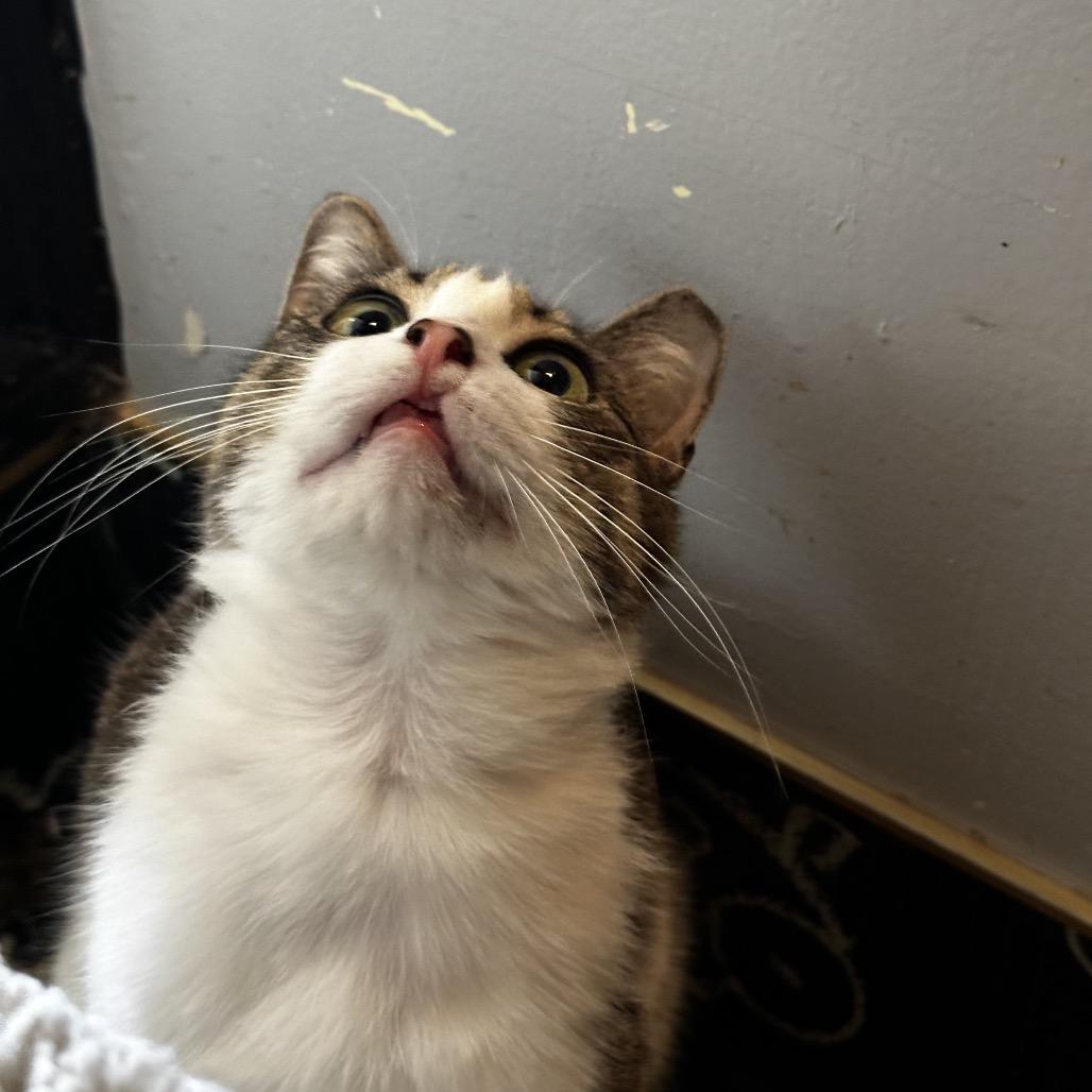 Hollyfield, Adoptable, Adult Female Domestic Short Hair.