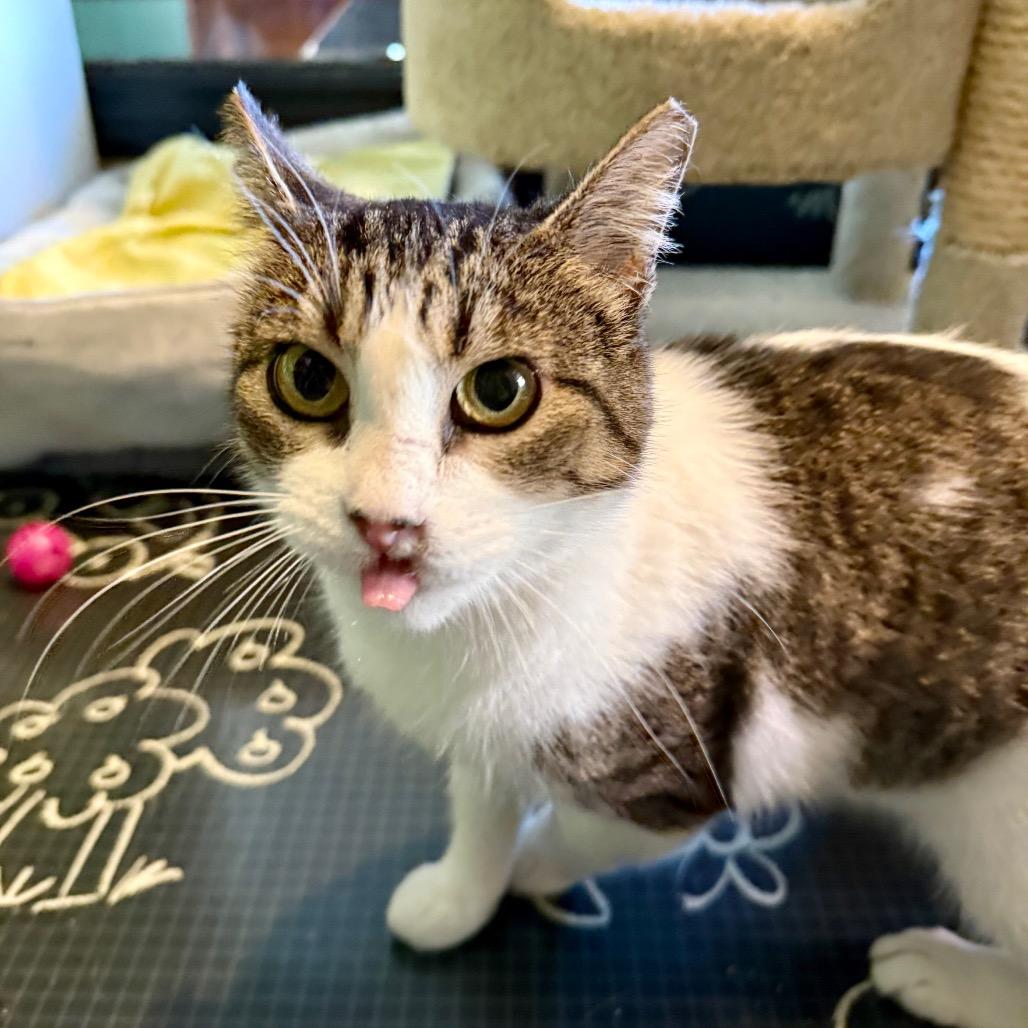 Enlarge Hollyfield, a Adoptable Domestic Short Hair in Los Angeles, CA image 2/6