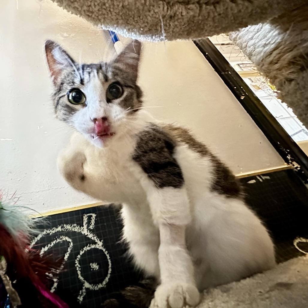 Enlarge Hollyfield, a Adoptable Domestic Short Hair in Los Angeles, CA image 3/6