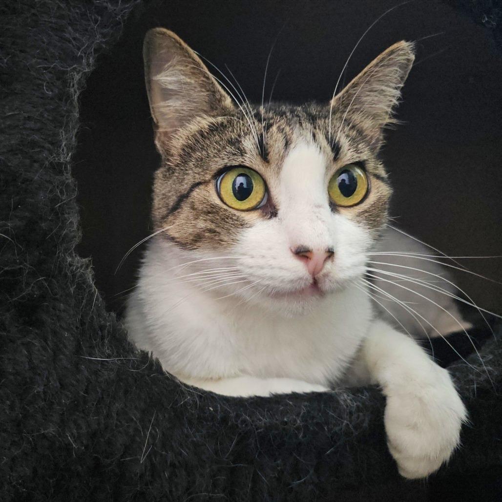 Enlarge Hollyfield, a Adoptable Domestic Short Hair in Los Angeles, CA image 3/6