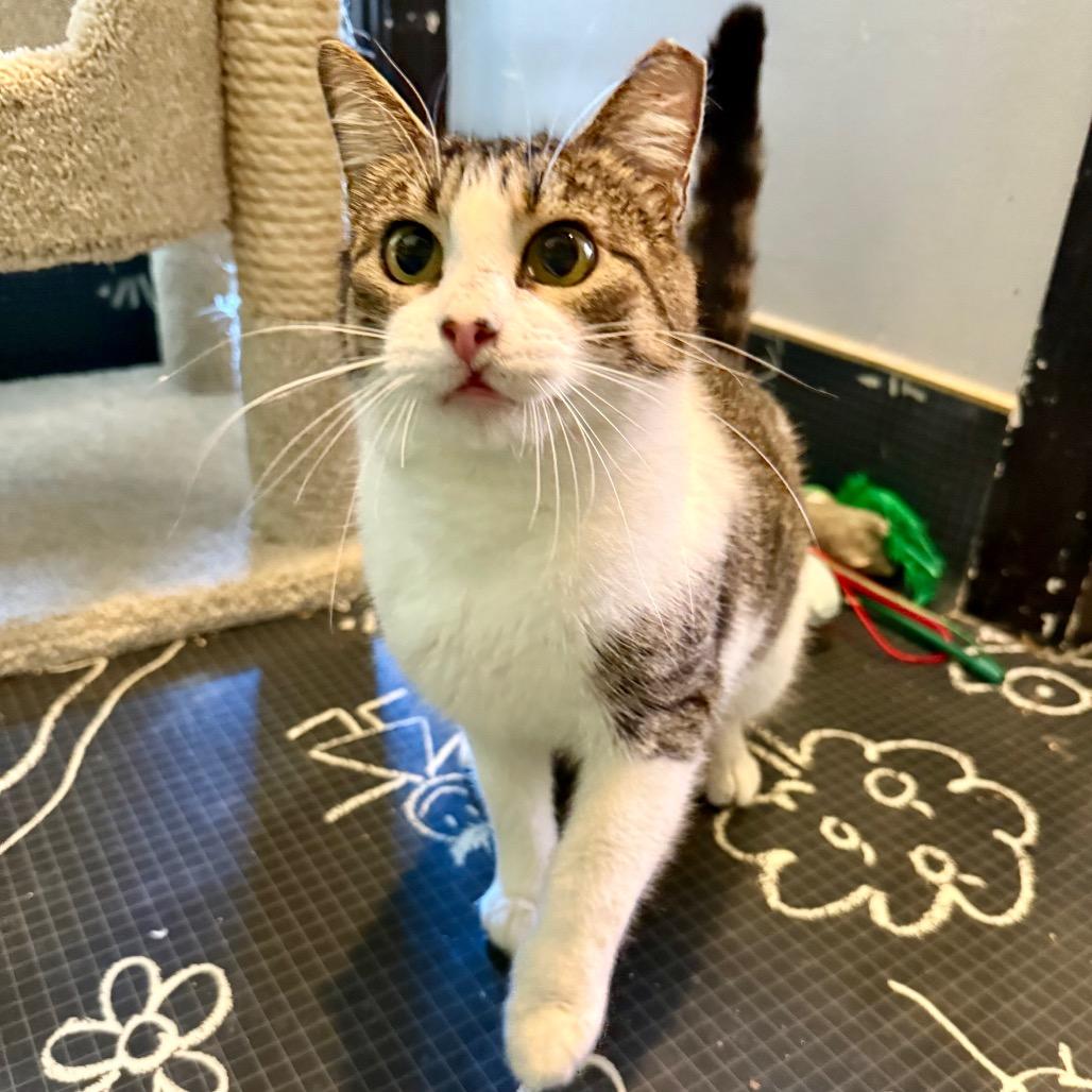 Enlarge Hollyfield, a Adoptable Domestic Short Hair in Los Angeles, CA image 4/6