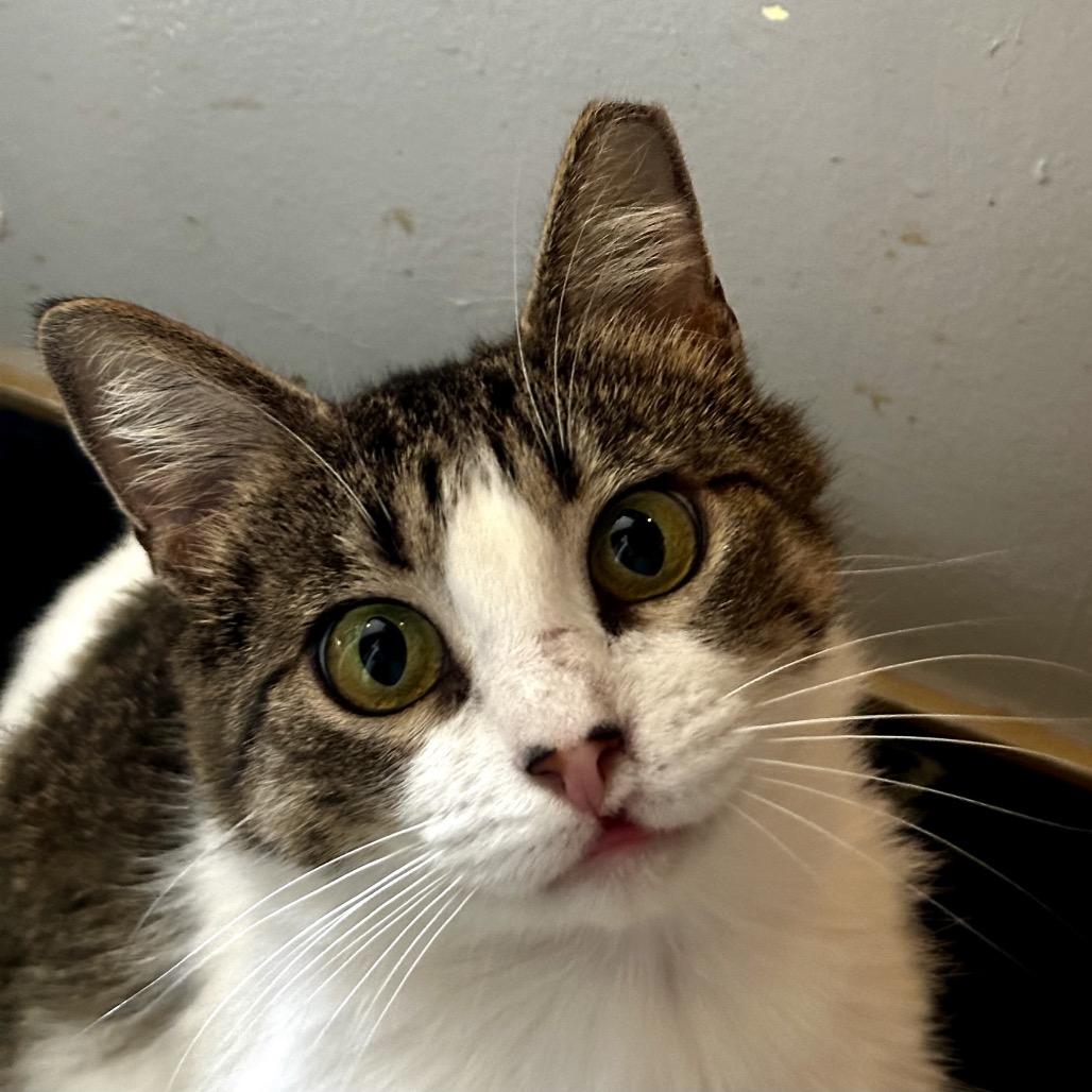 Enlarge Hollyfield, a Adoptable Domestic Short Hair in Los Angeles, CA image 5/6