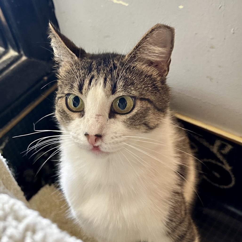 Enlarge Hollyfield, a Adoptable Domestic Short Hair in Los Angeles, CA image 6/6