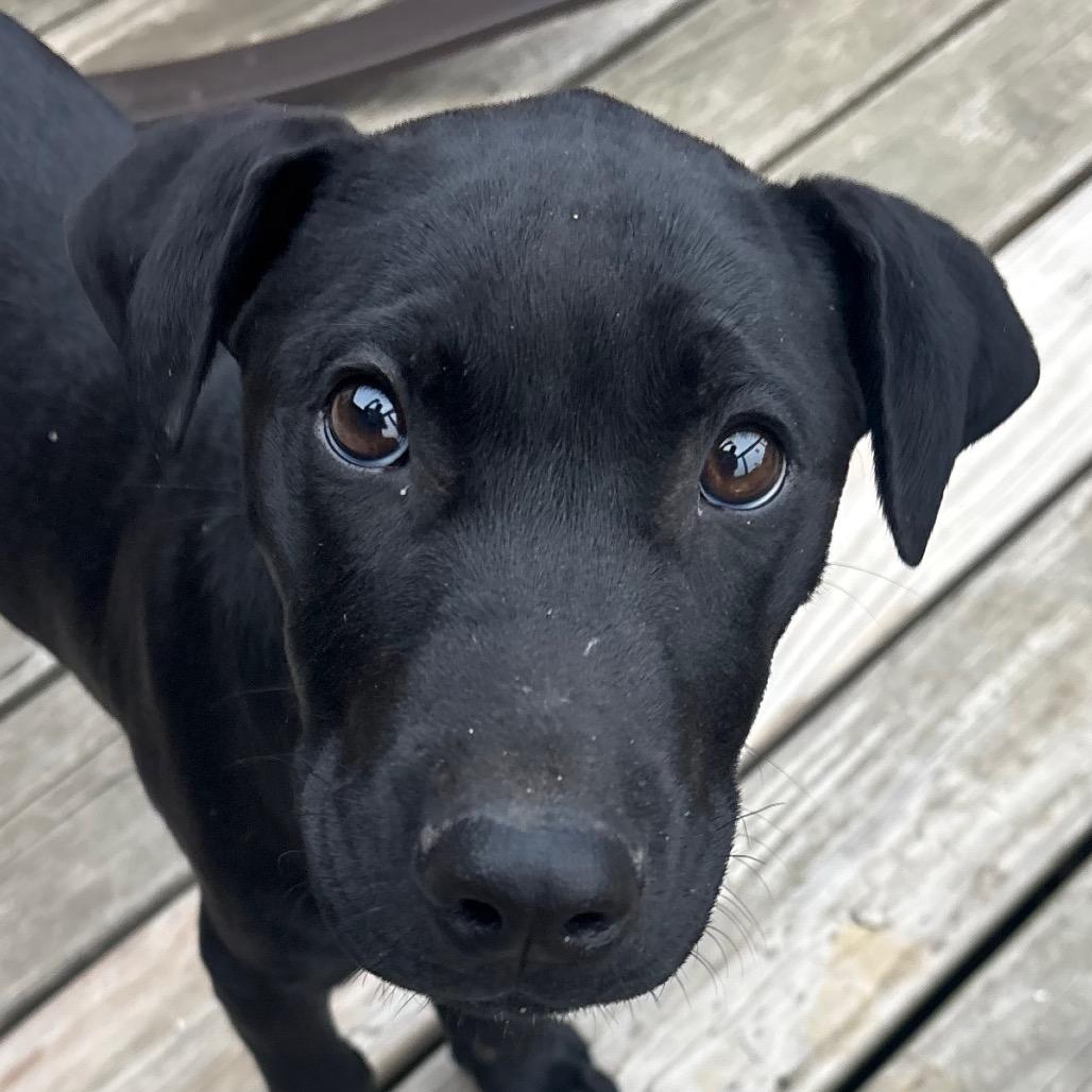 Bruno, Adoptable, Puppy Male Great Dane & Mixed Breed.