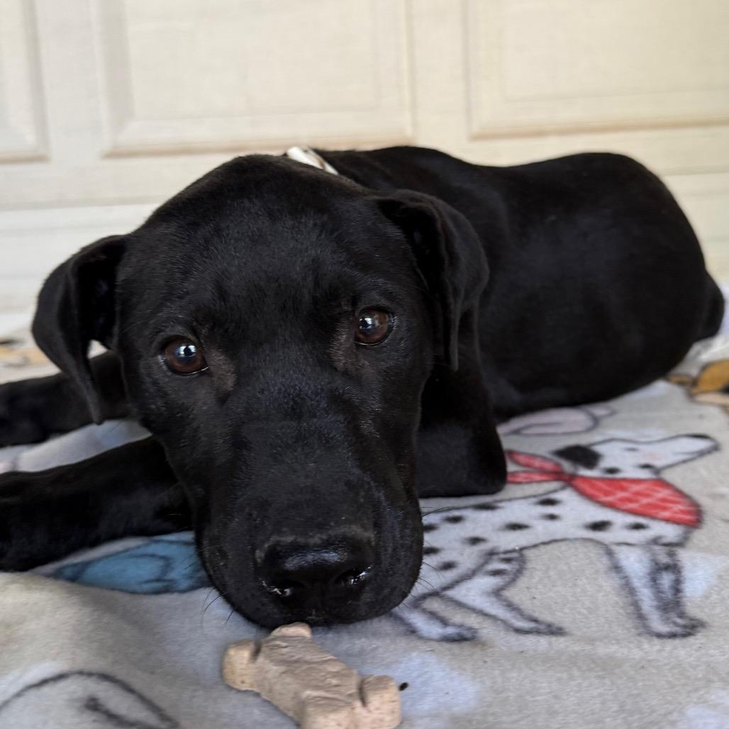 Bruno, Adoptable, Puppy Male Great Dane & Mixed Breed.