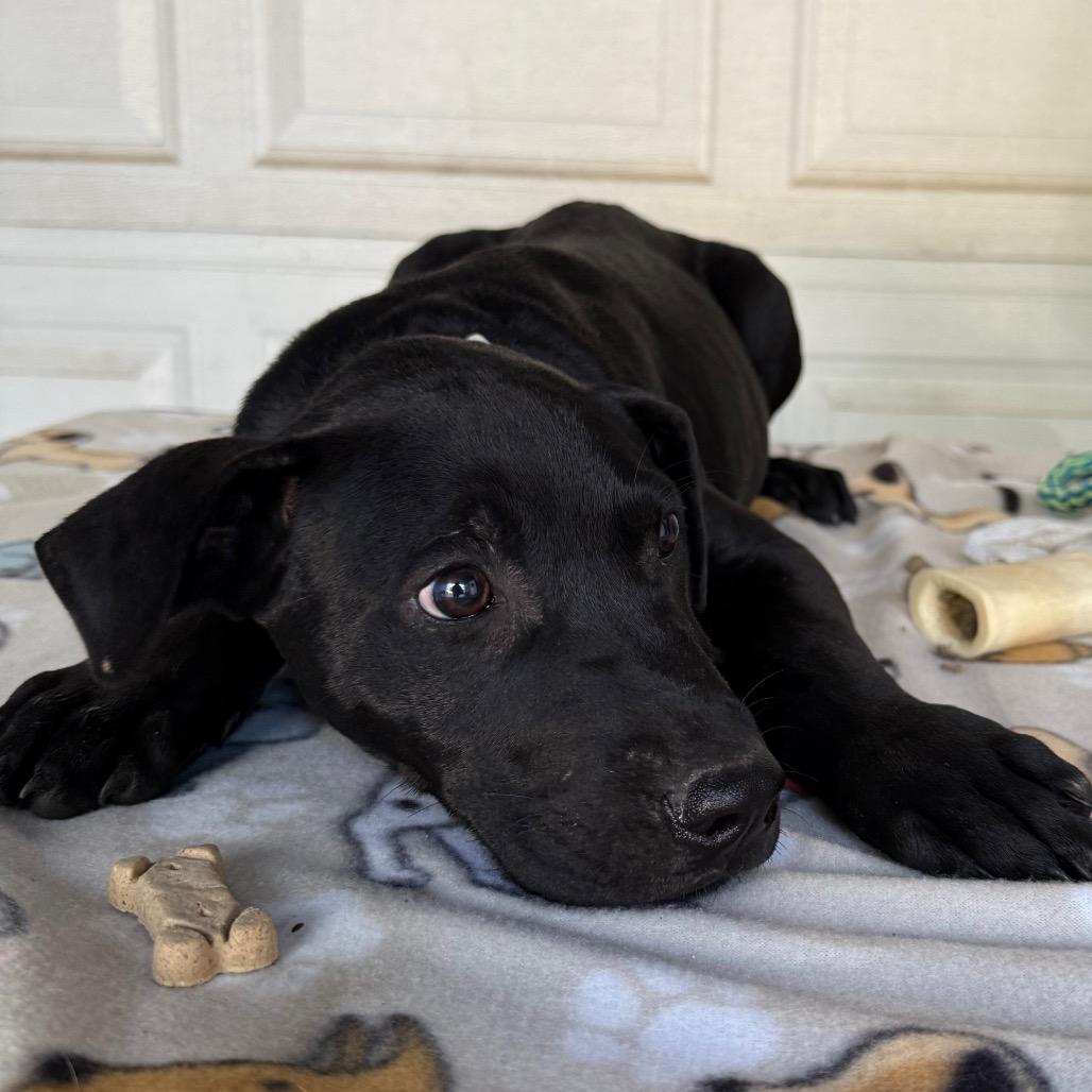 Enlarge Bruno, a Adoptable mixed breed in Pineville, MO image 2/3