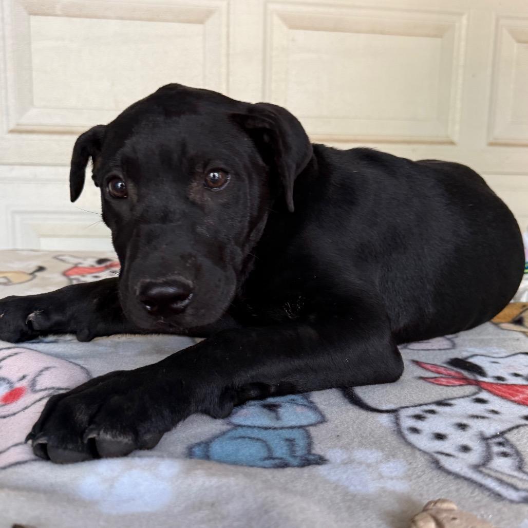 Enlarge Bruno, a Adoptable mixed breed in Pineville, MO image 3/3
