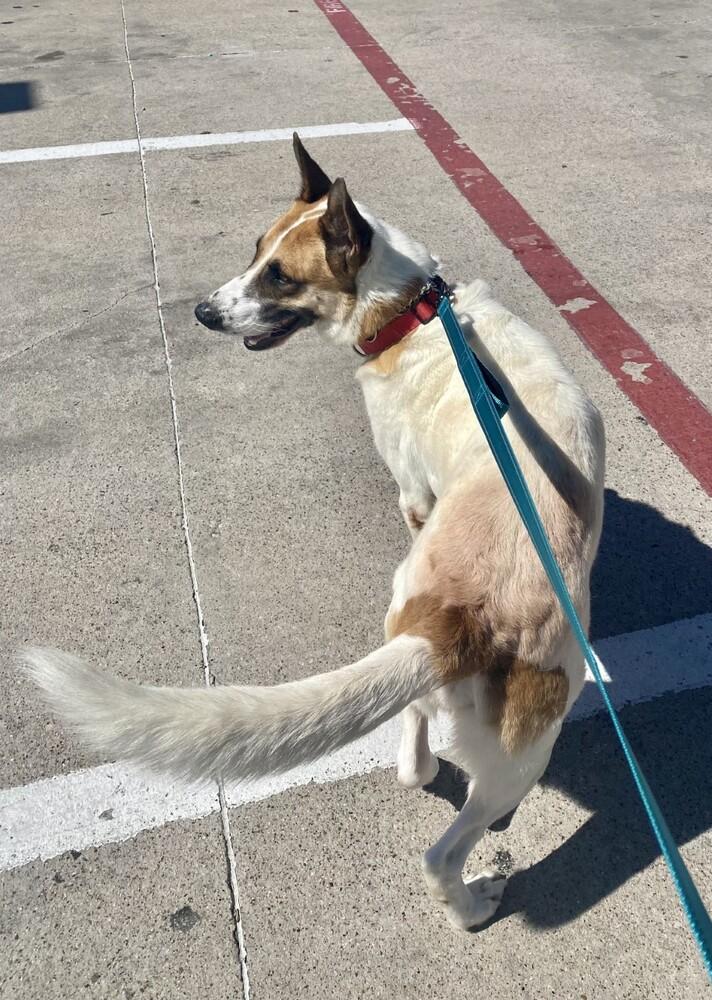 Enlarge Yukon, a Adoptable German Shepherd Dog in Waxahachie, TX image 1/5