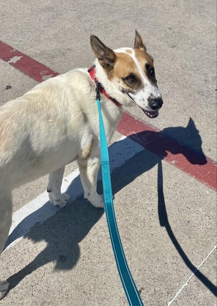 Enlarge Yukon, a Adoptable German Shepherd Dog in Waxahachie, TX image 2/5