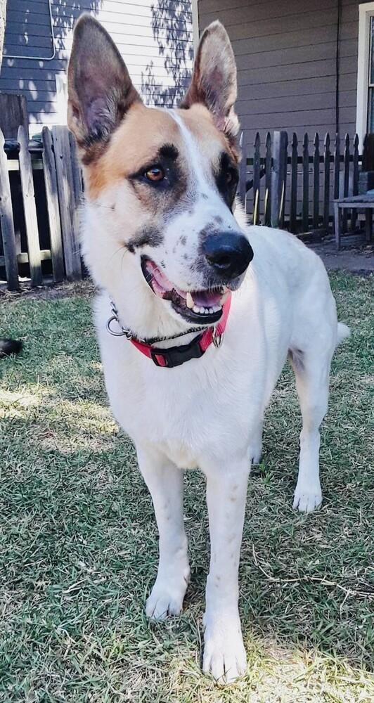 Enlarge Yukon, a Adoptable German Shepherd Dog in Waxahachie, TX image 3/5
