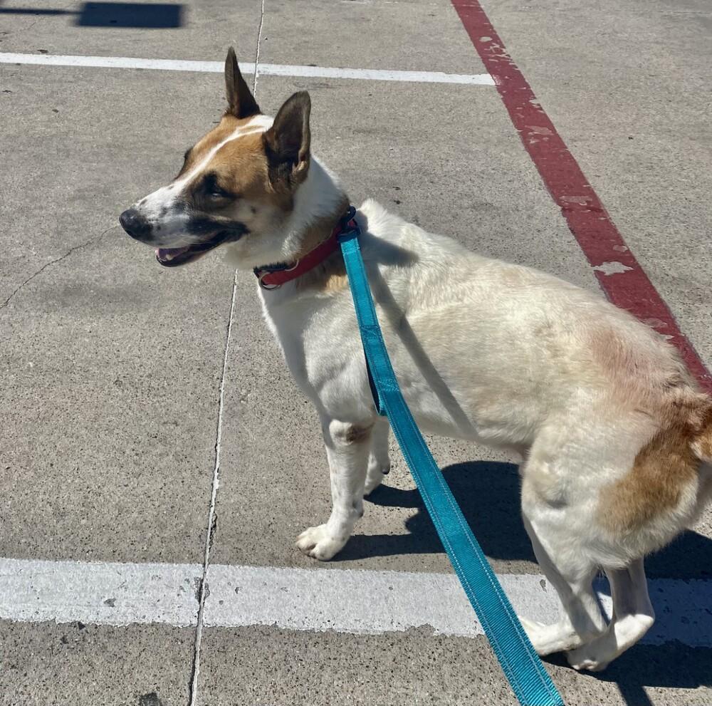 Enlarge Yukon, a Adoptable German Shepherd Dog in Waxahachie, TX image 4/5