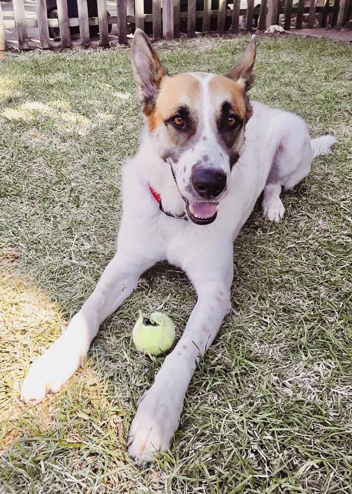 Enlarge Yukon, a Adoptable German Shepherd Dog in Waxahachie, TX image 5/5