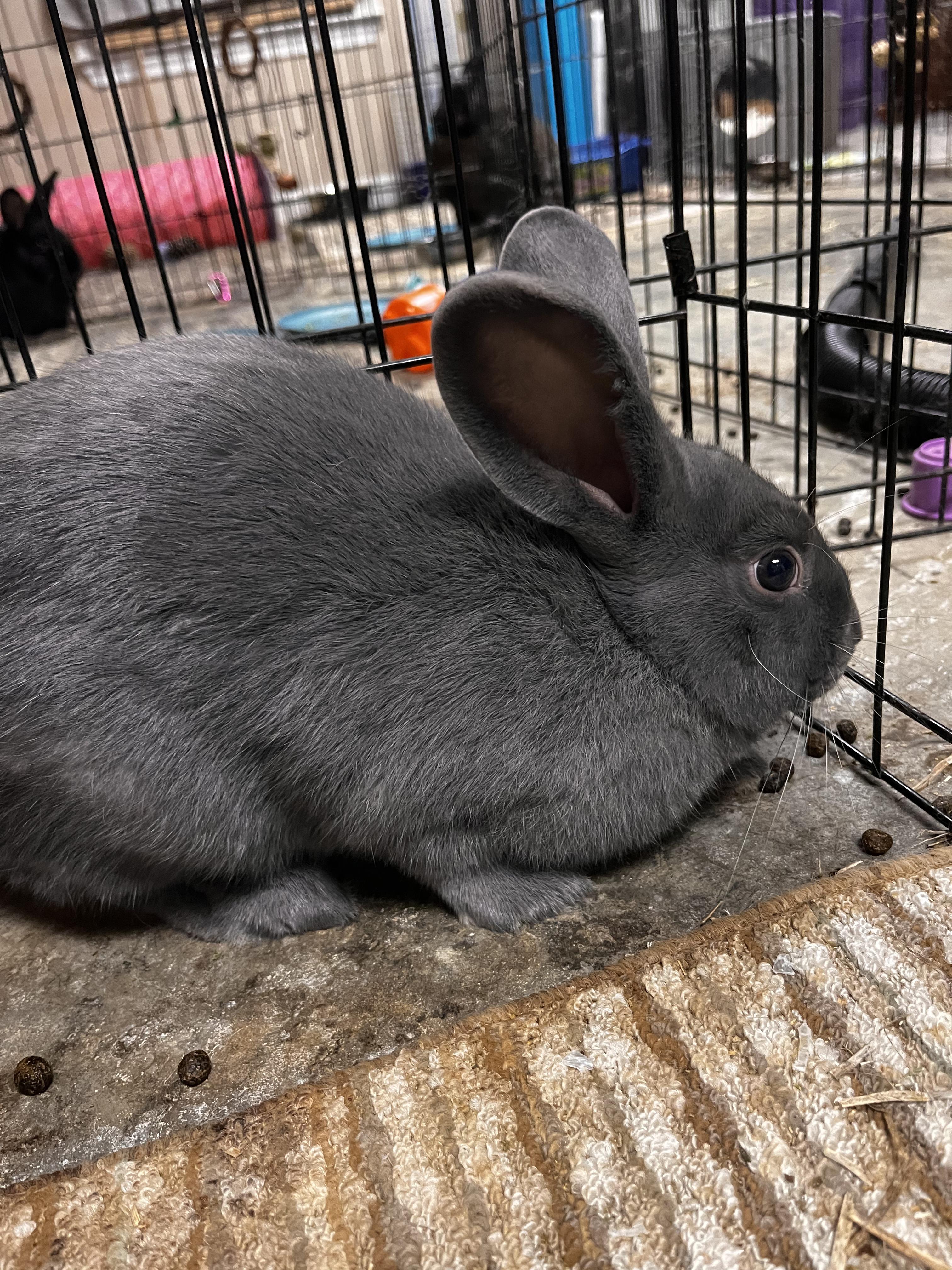 Shadow, Young Male Bunny Rabbit
