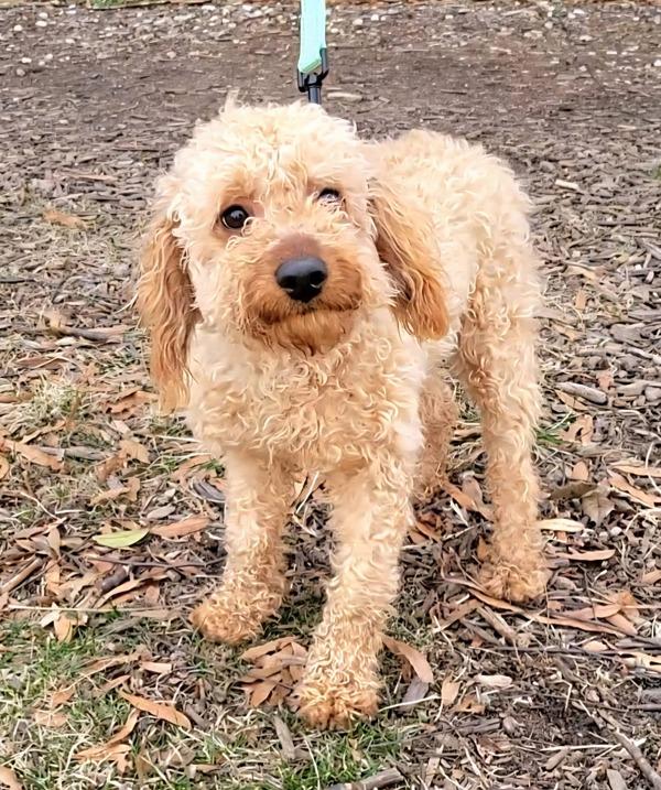 Enlarge Fajita, a Adoptable mixed breed in Millersville, MD image 1/6