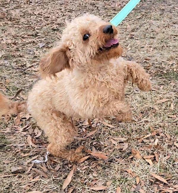 Enlarge Fajita, a Adoptable mixed breed in Millersville, MD image 3/6