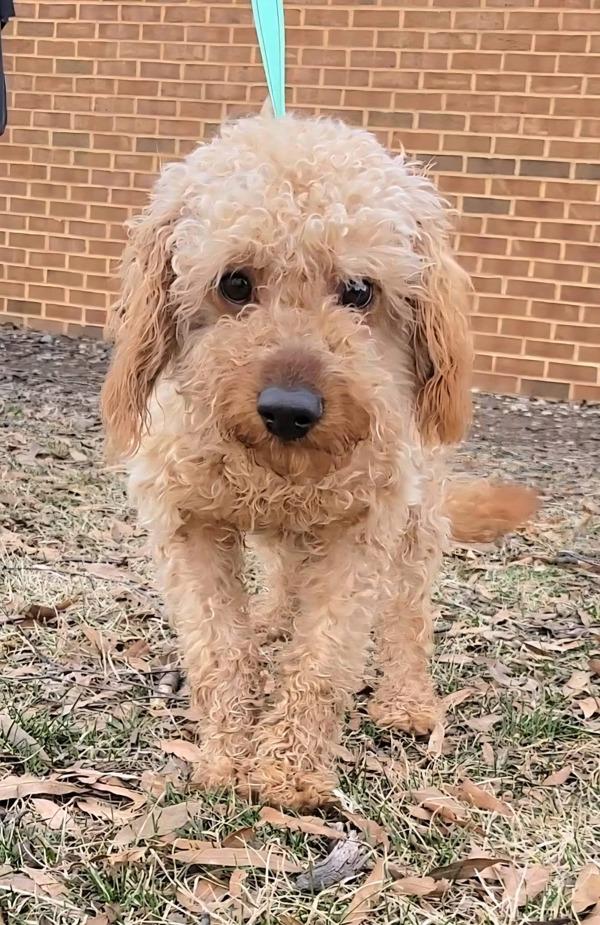 Enlarge Fajita, a Adoptable mixed breed in Millersville, MD image 4/6