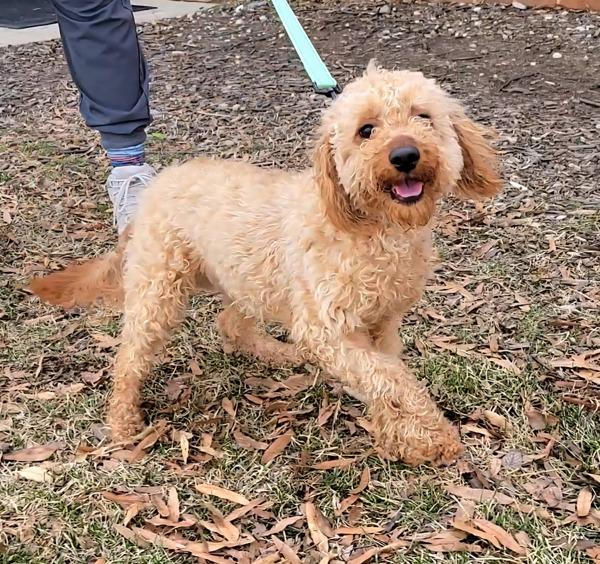 Enlarge Fajita, a Adoptable mixed breed in Millersville, MD image 5/6