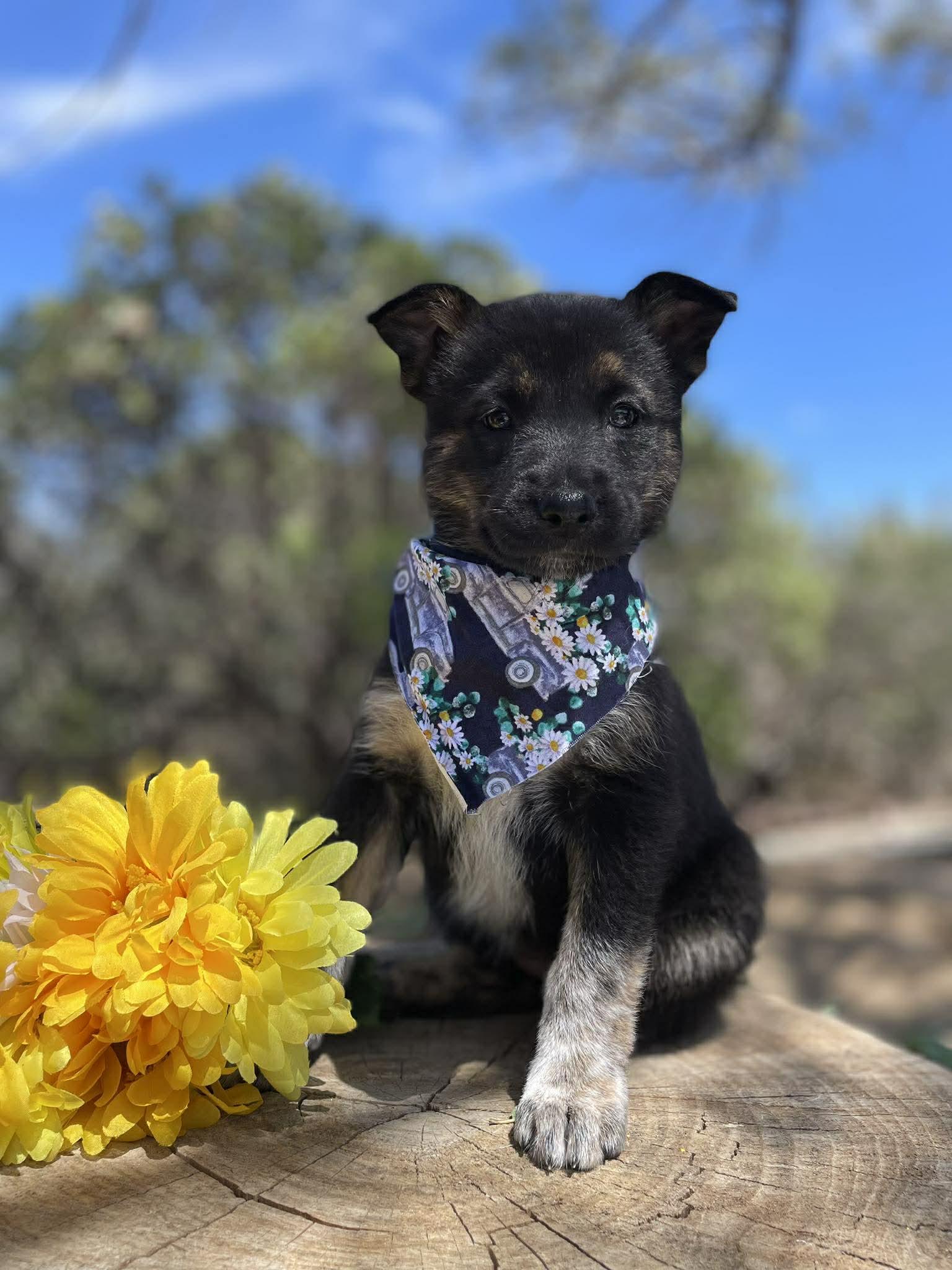 Enlarge Tarte, a ADOPTABLE mixed breed in Anza, CA image 4/5