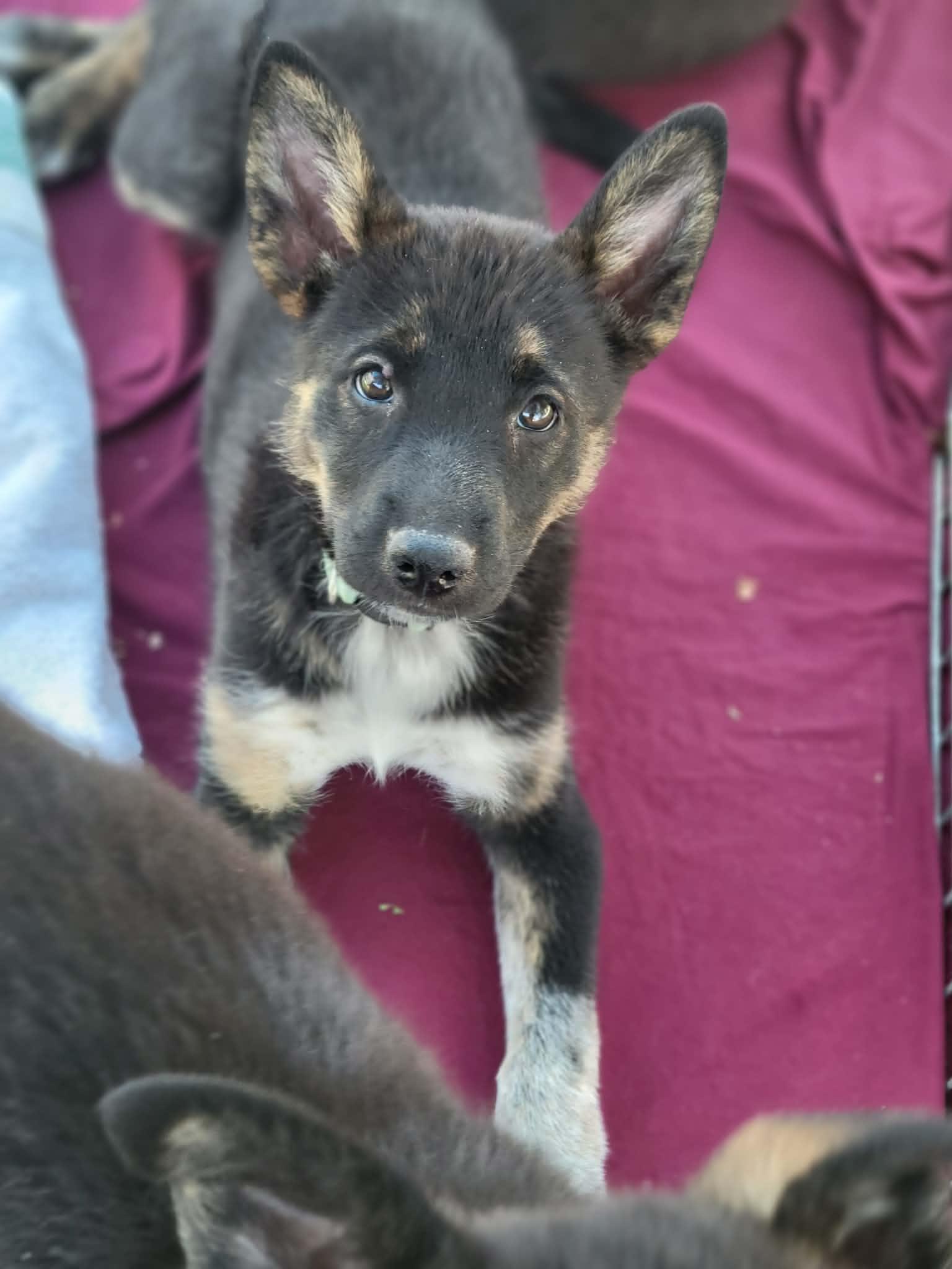 Enlarge Tarte, a ADOPTABLE mixed breed in Anza, CA image 2/5